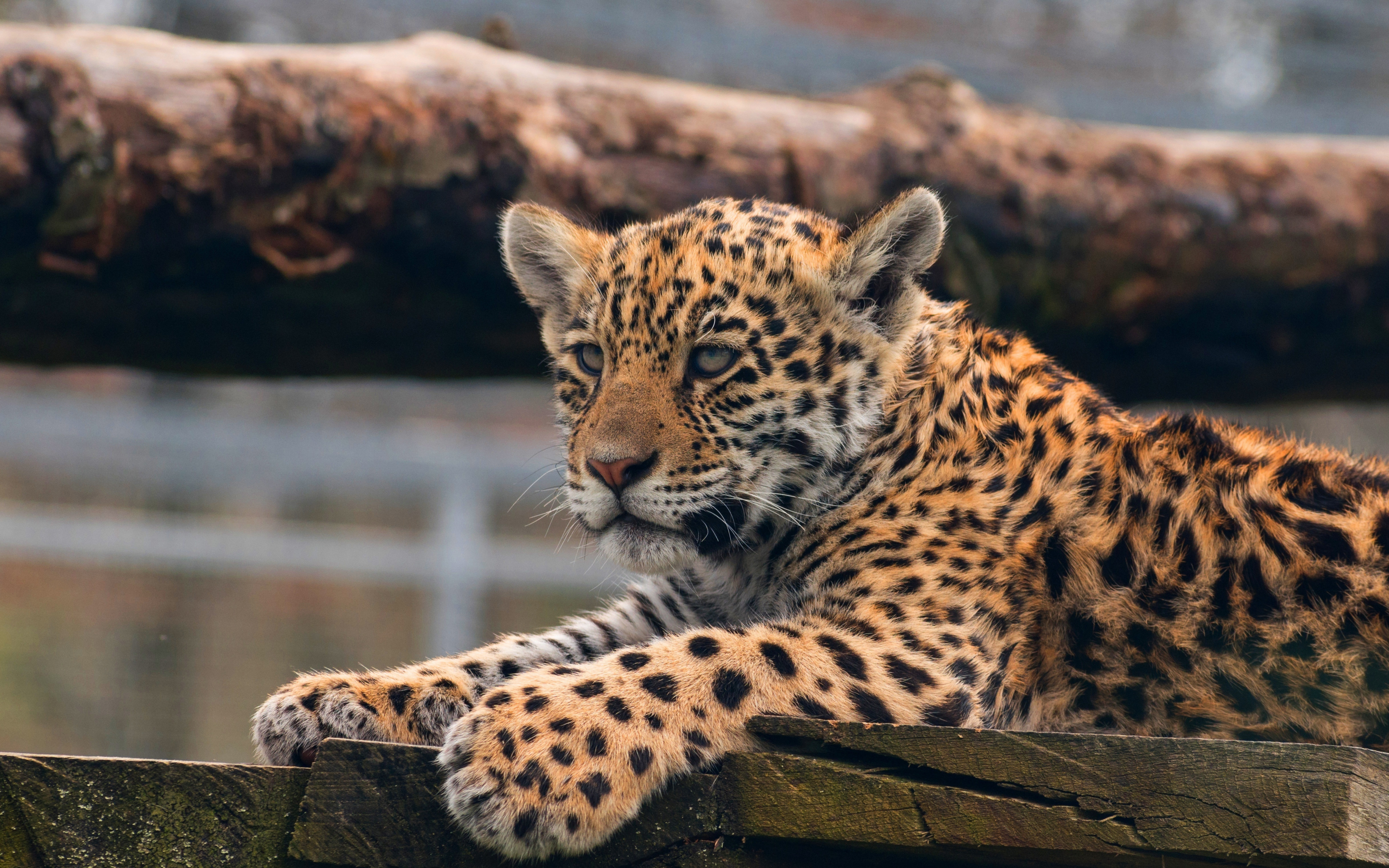 Leopard, cub, baby animal, predator, 2880x1800 wallpaper
