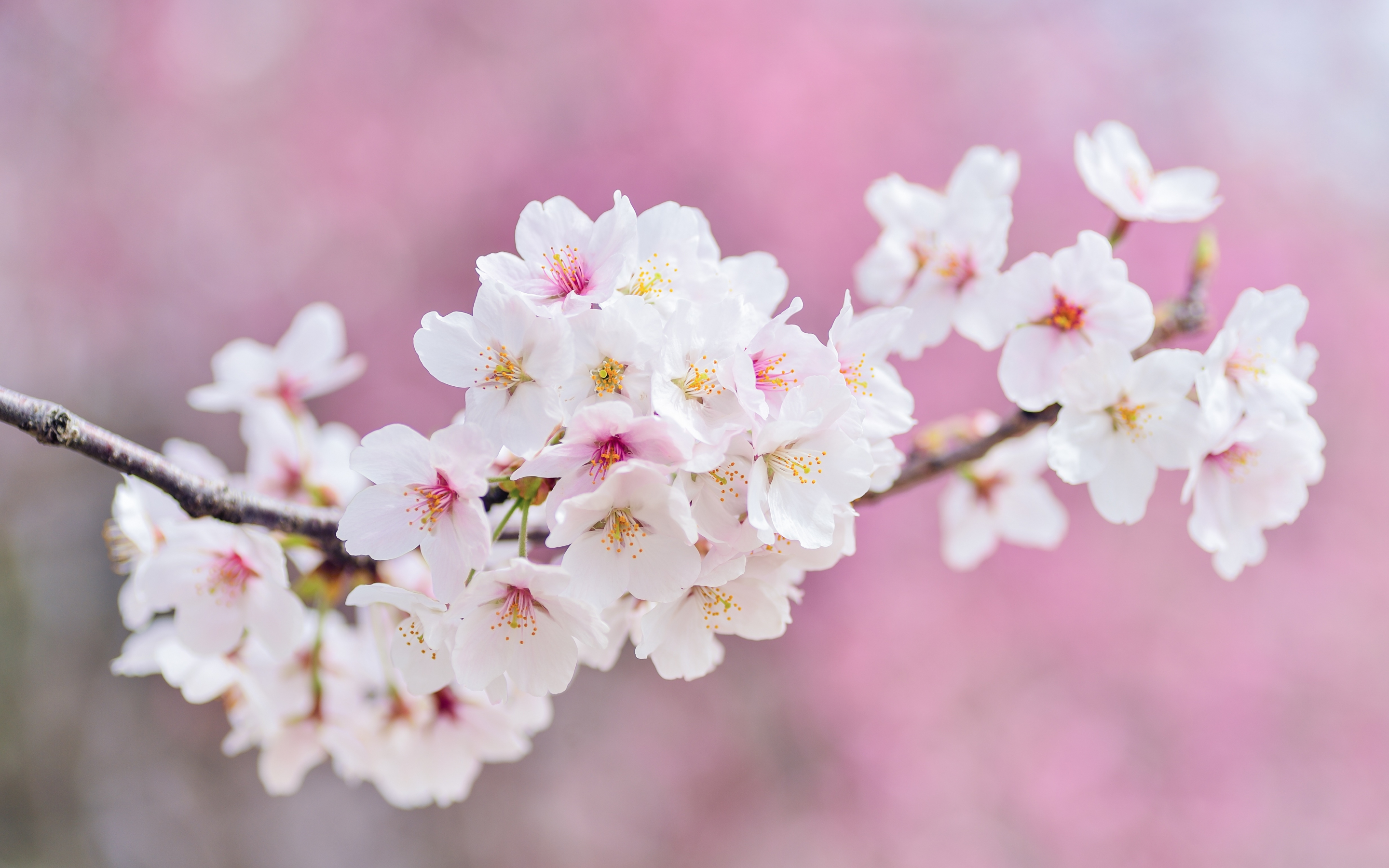 Cherry tree, flowers, blossom, pink, 2880x1800 wallpaper
