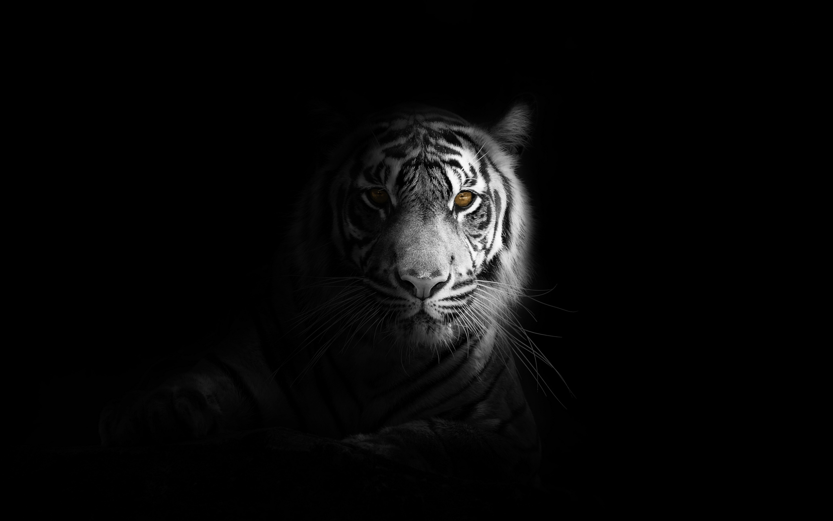 Portrait, minimal, white tiger, dark, 2880x1800 wallpaper