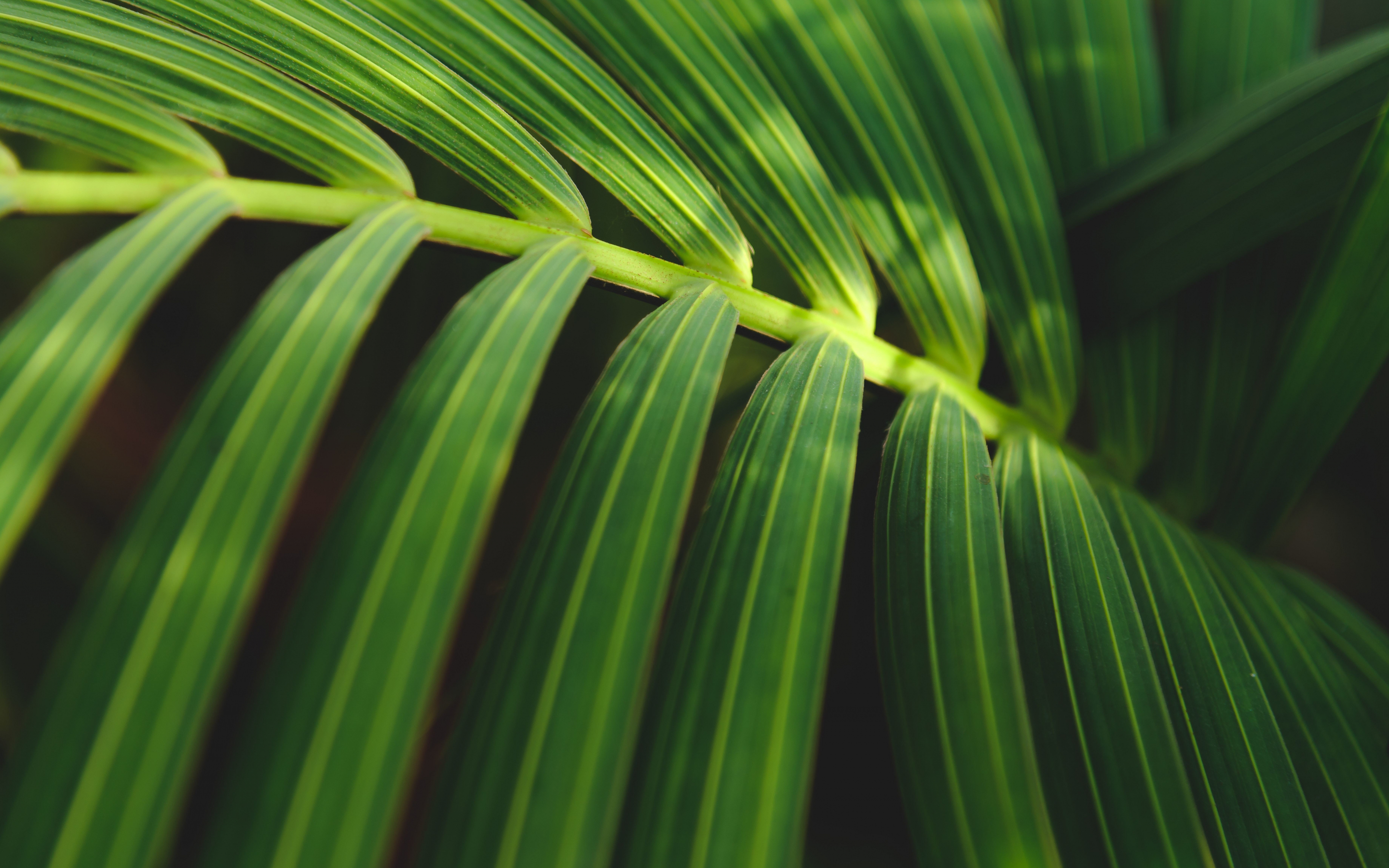 Leaf, fresh and green, close up, 2880x1800 wallpaper
