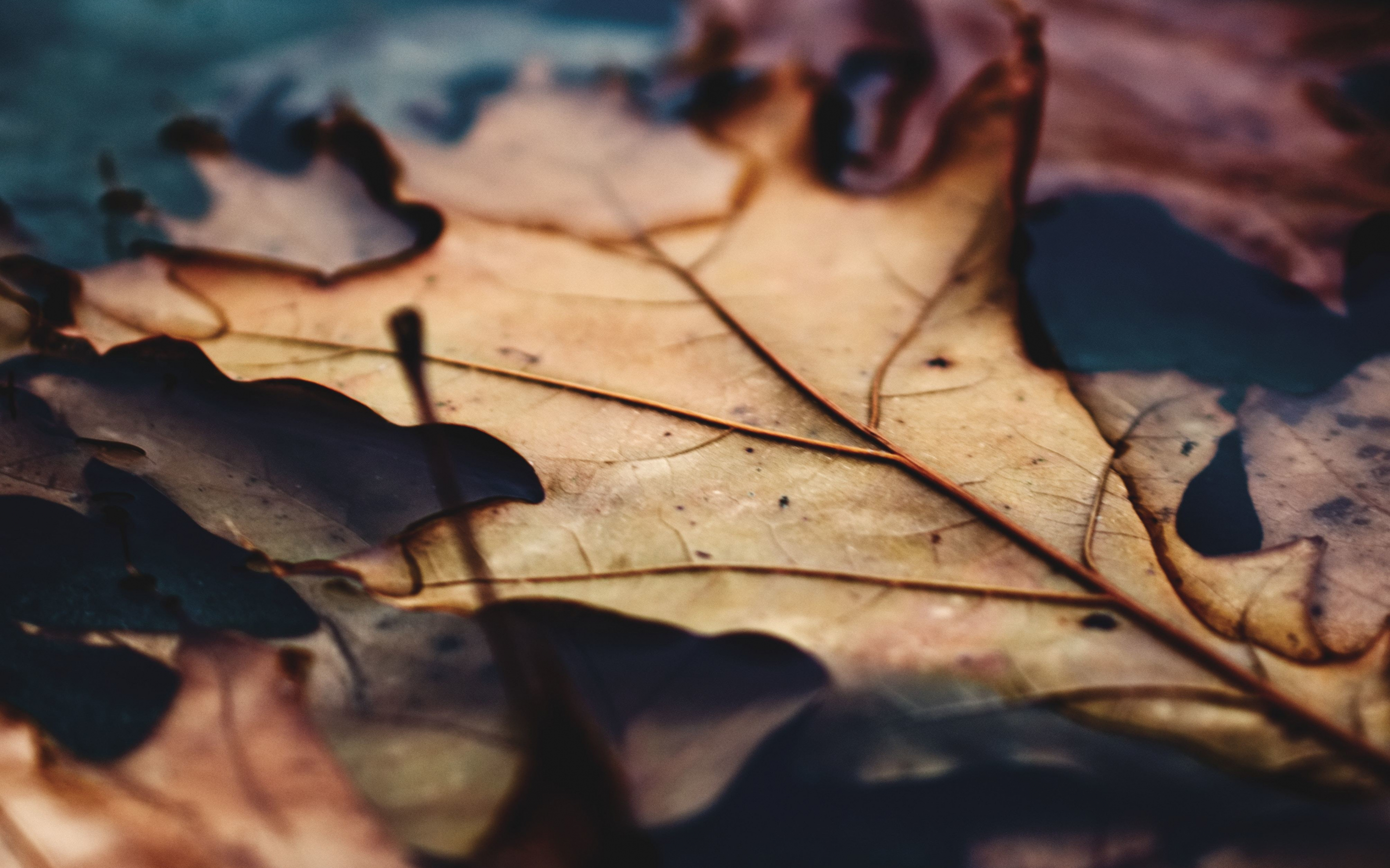 Close up, dry leaf, autumn, 2880x1800 wallpaper