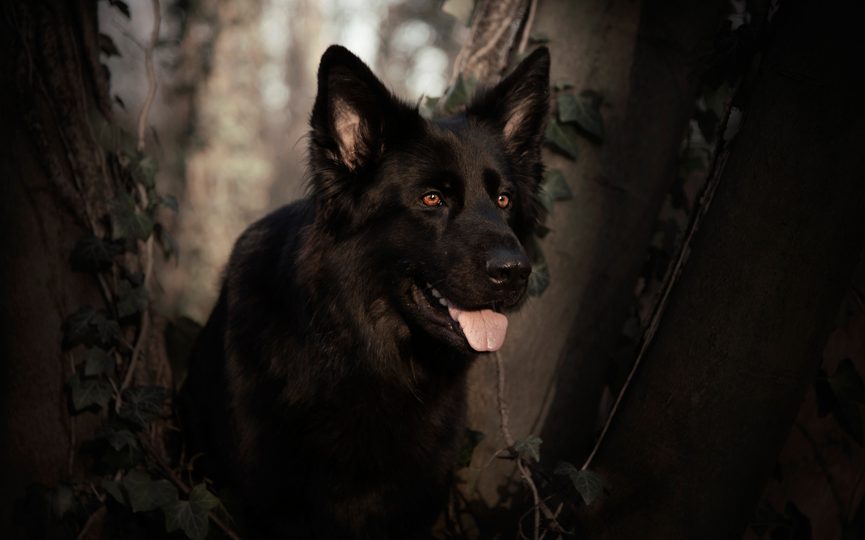 German shepherd, dog, pet animal, black, 2880x1800 wallpaper