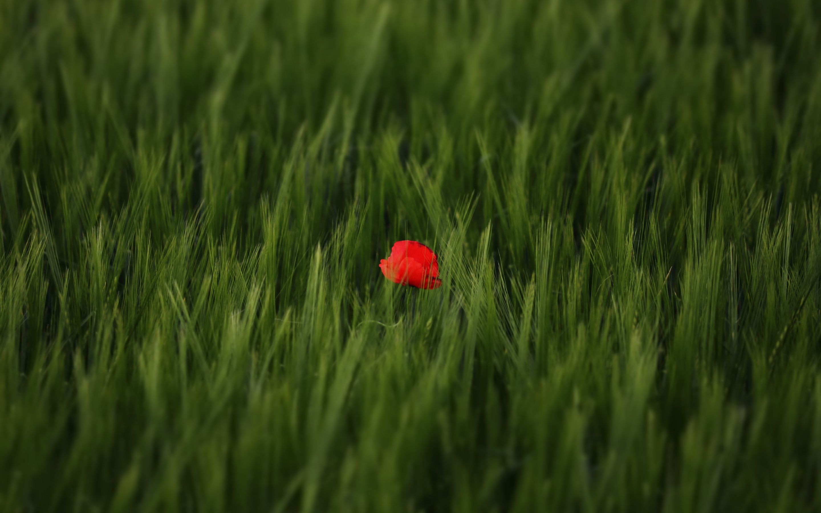 Red poppy, flower, grass lands, nature, 2880x1800 wallpaper