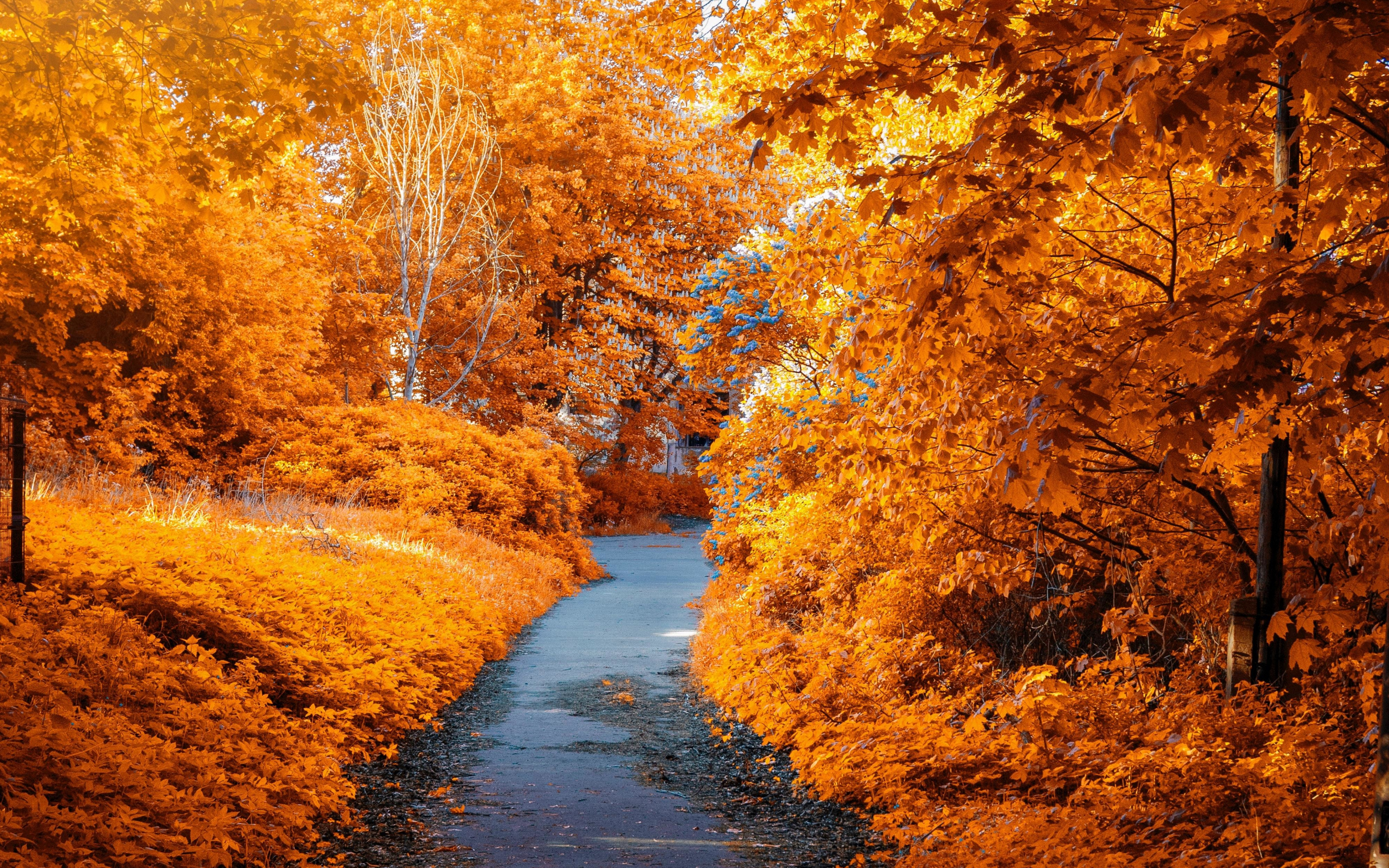 Park, trees, Foliage, autumn, pathway, leaves, 2880x1800 wallpaper