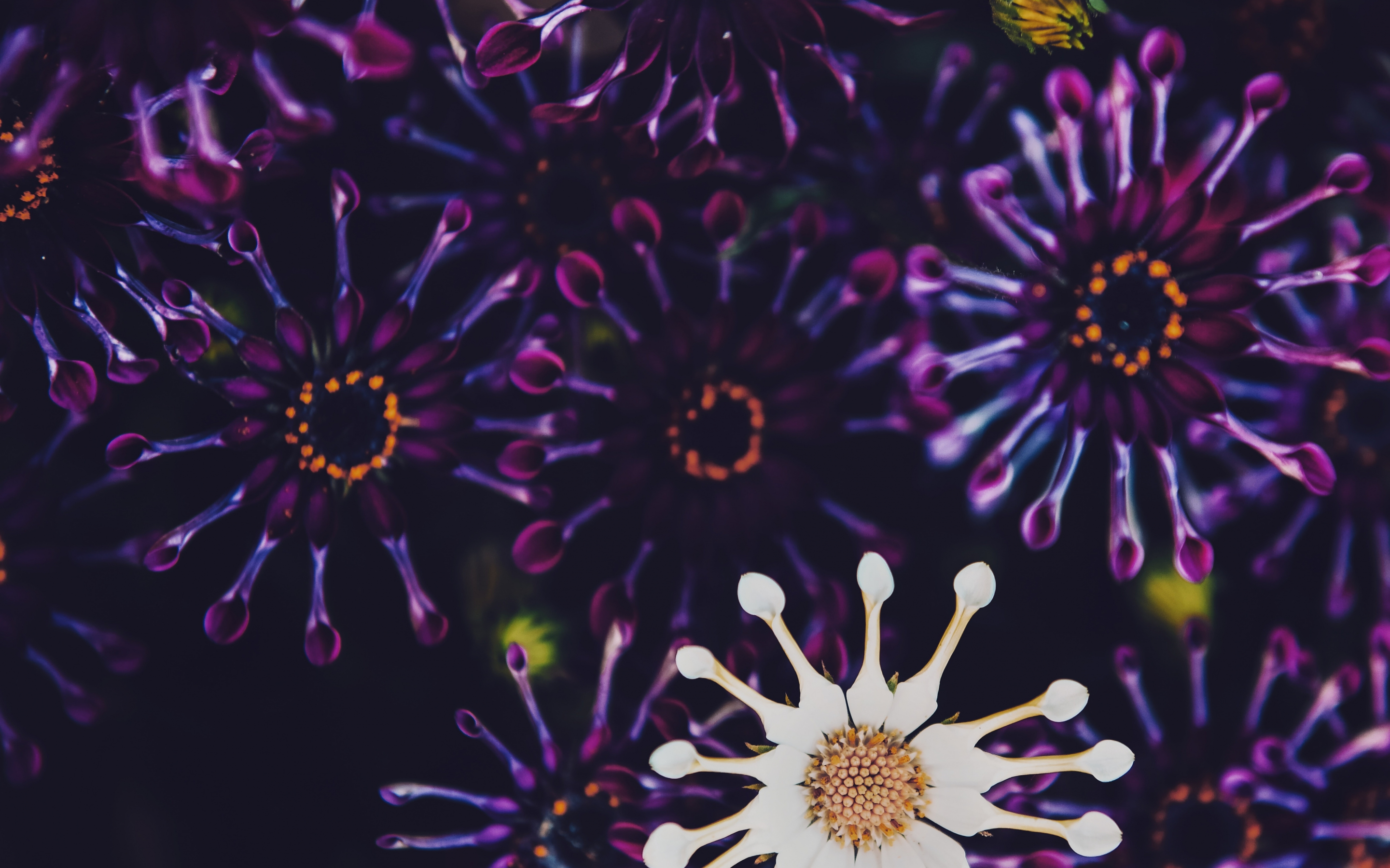 Violet and white flowers, close up, 2880x1800 wallpaper