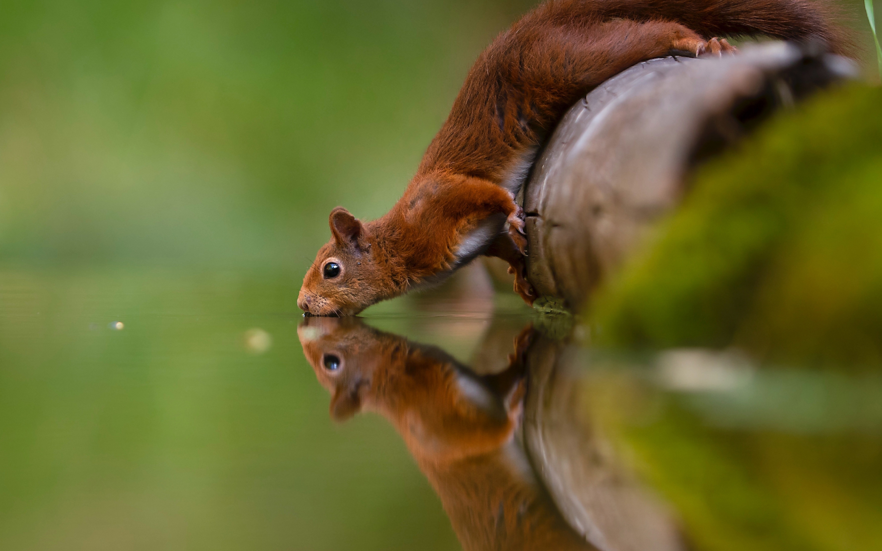 Reflections, water drinking, squirrel, 2880x1800 wallpaper