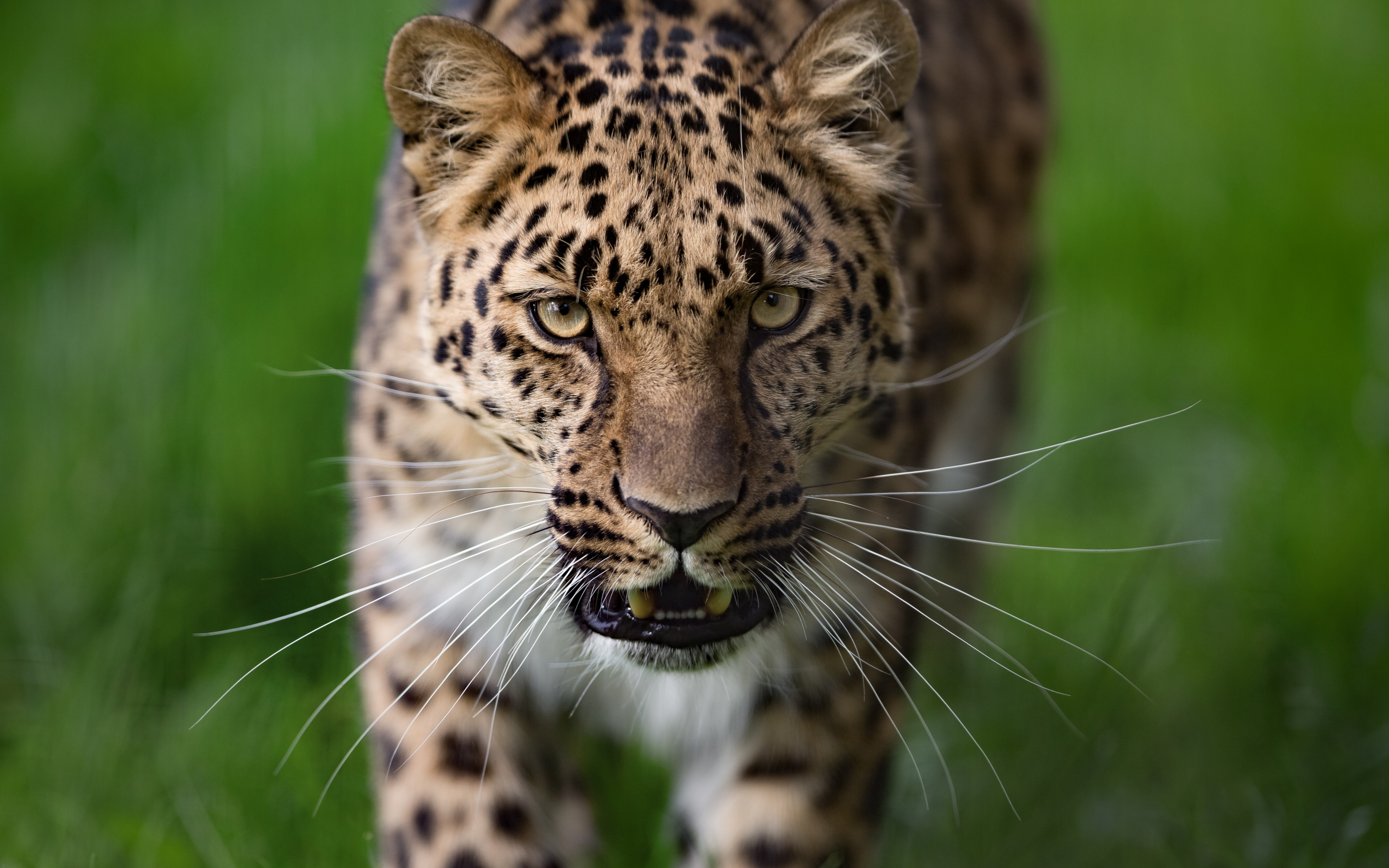 Leopard, curious, animal, predator, wild, 2880x1800 wallpaper