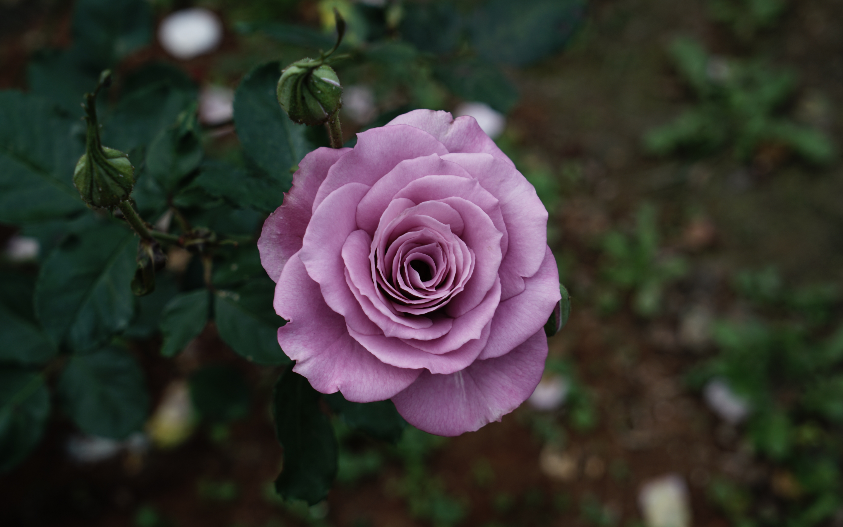 Violet rose, flower, portrait, 2880x1800 wallpaper
