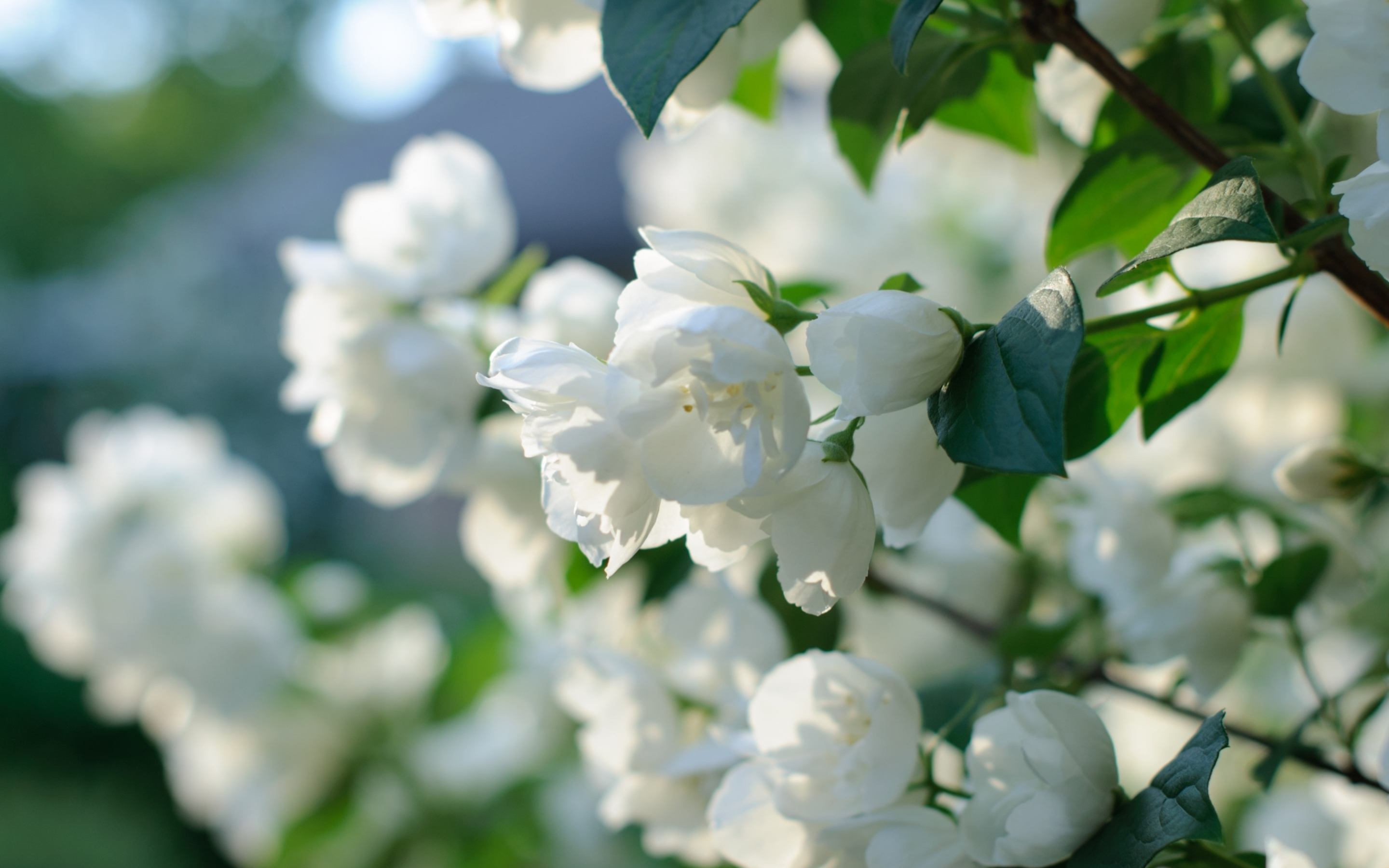 Blossom, white flowers, spring, 2880x1800 wallpaper