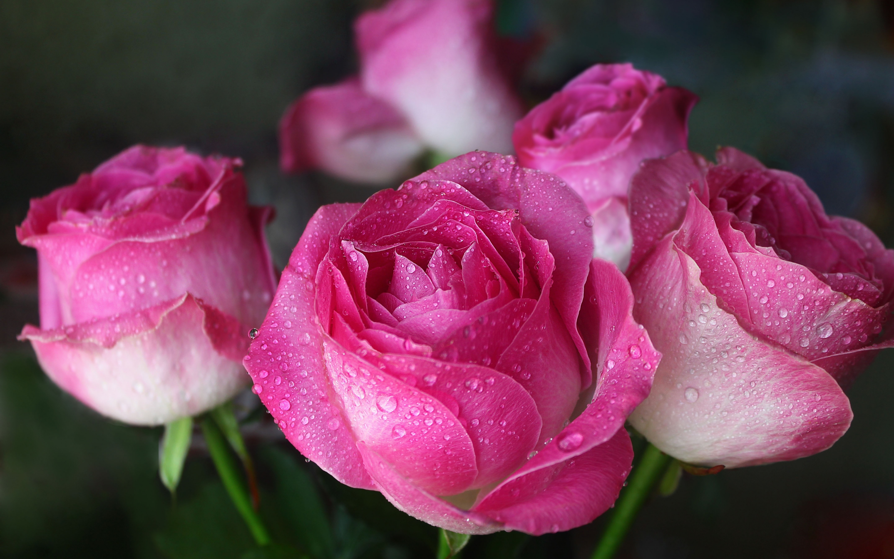 Drops, pink, close up, bloom, roses, 2880x1800 wallpaper