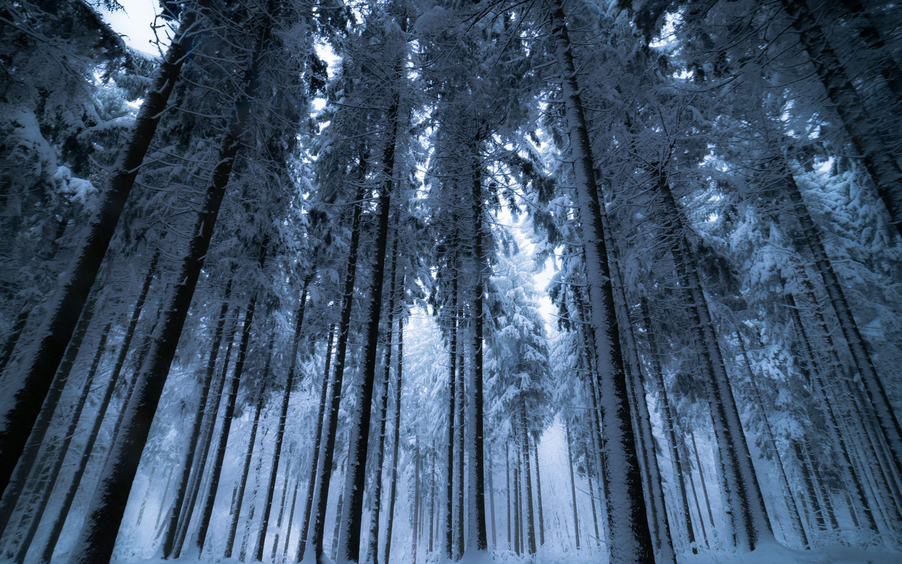 Trees, forest, winter, 2880x1800 wallpaper