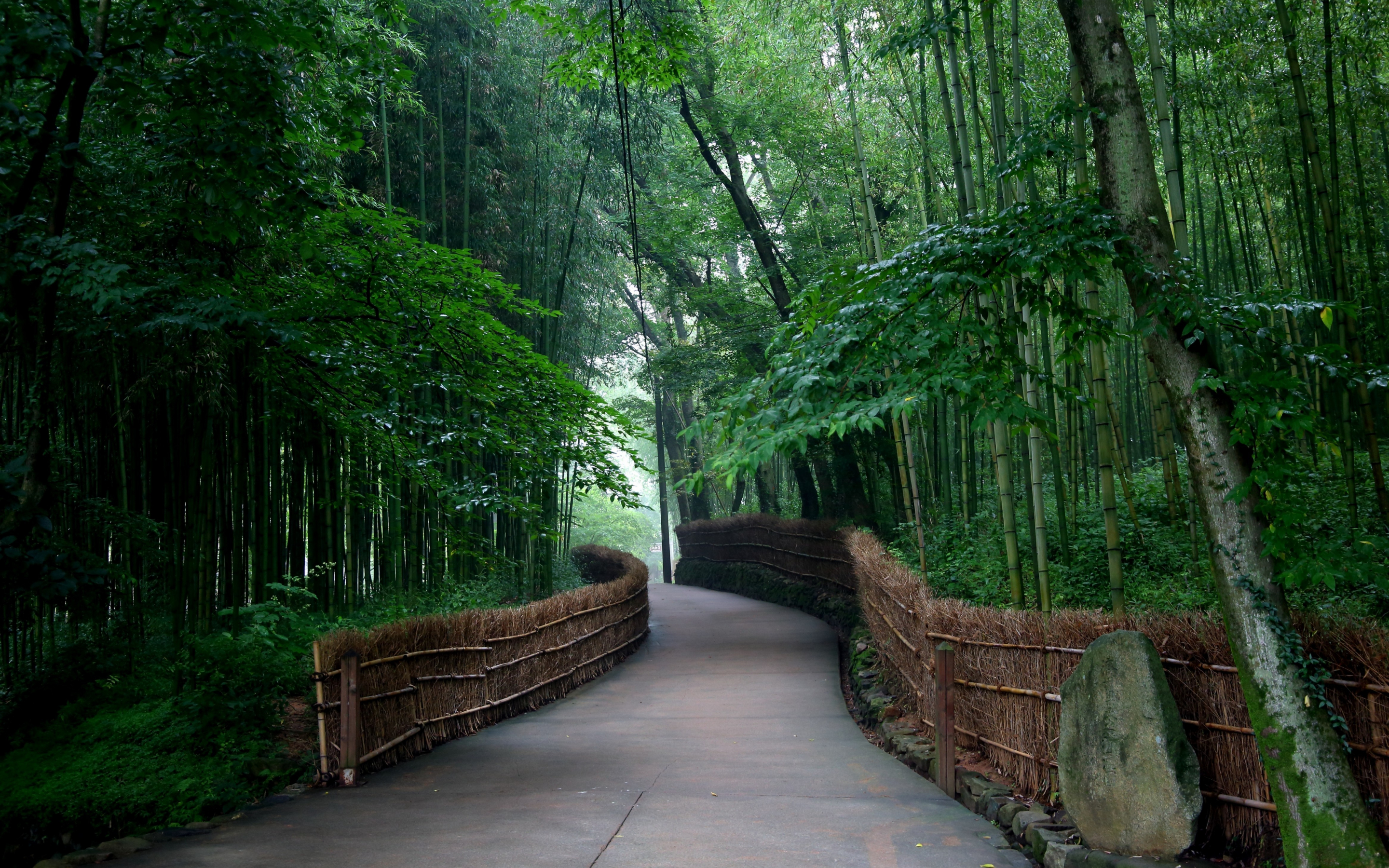 Bamboo, trees, road, fence, 2880x1800 wallpaper