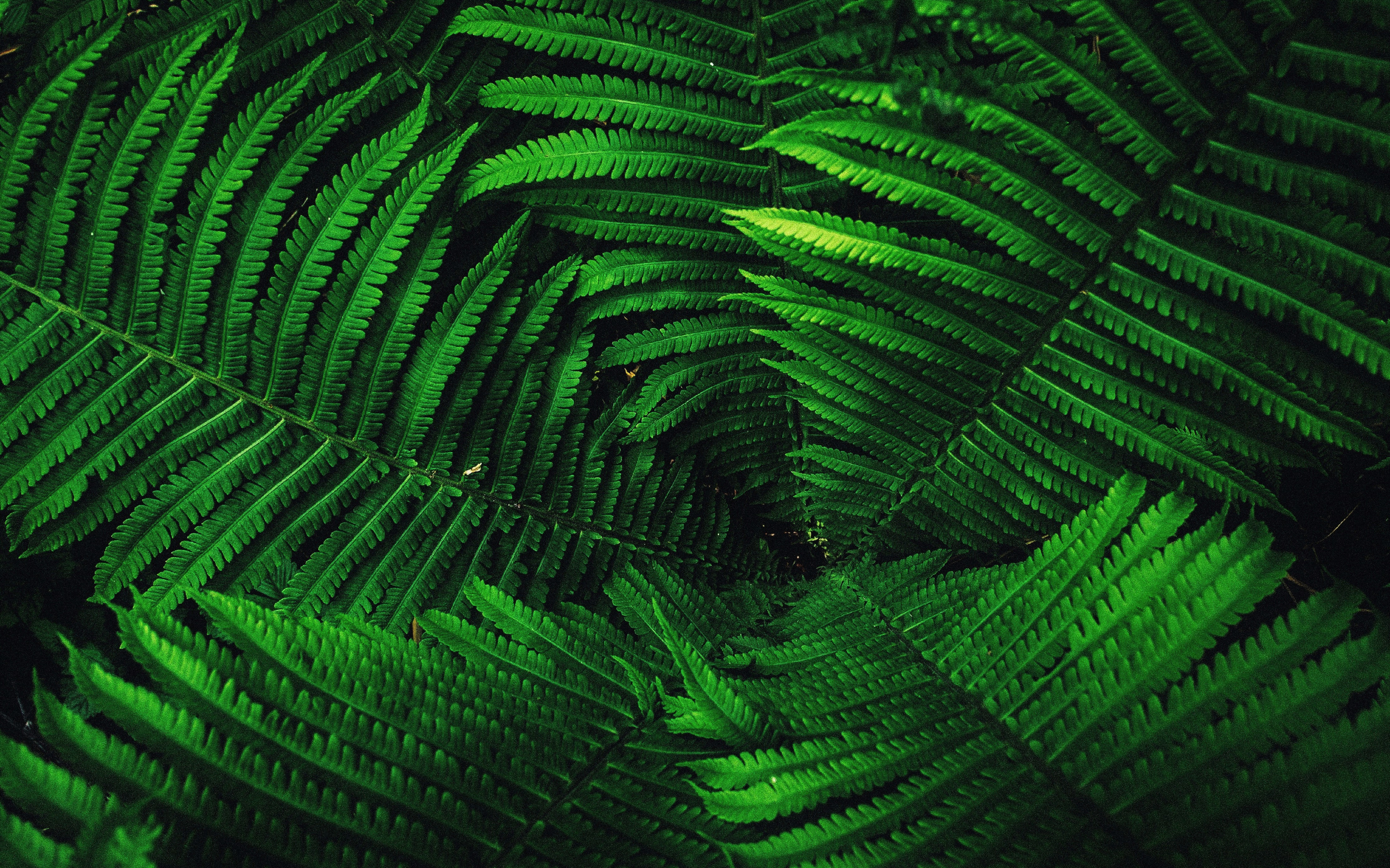 Fern's leaves, tree branches, green, 2880x1800 wallpaper