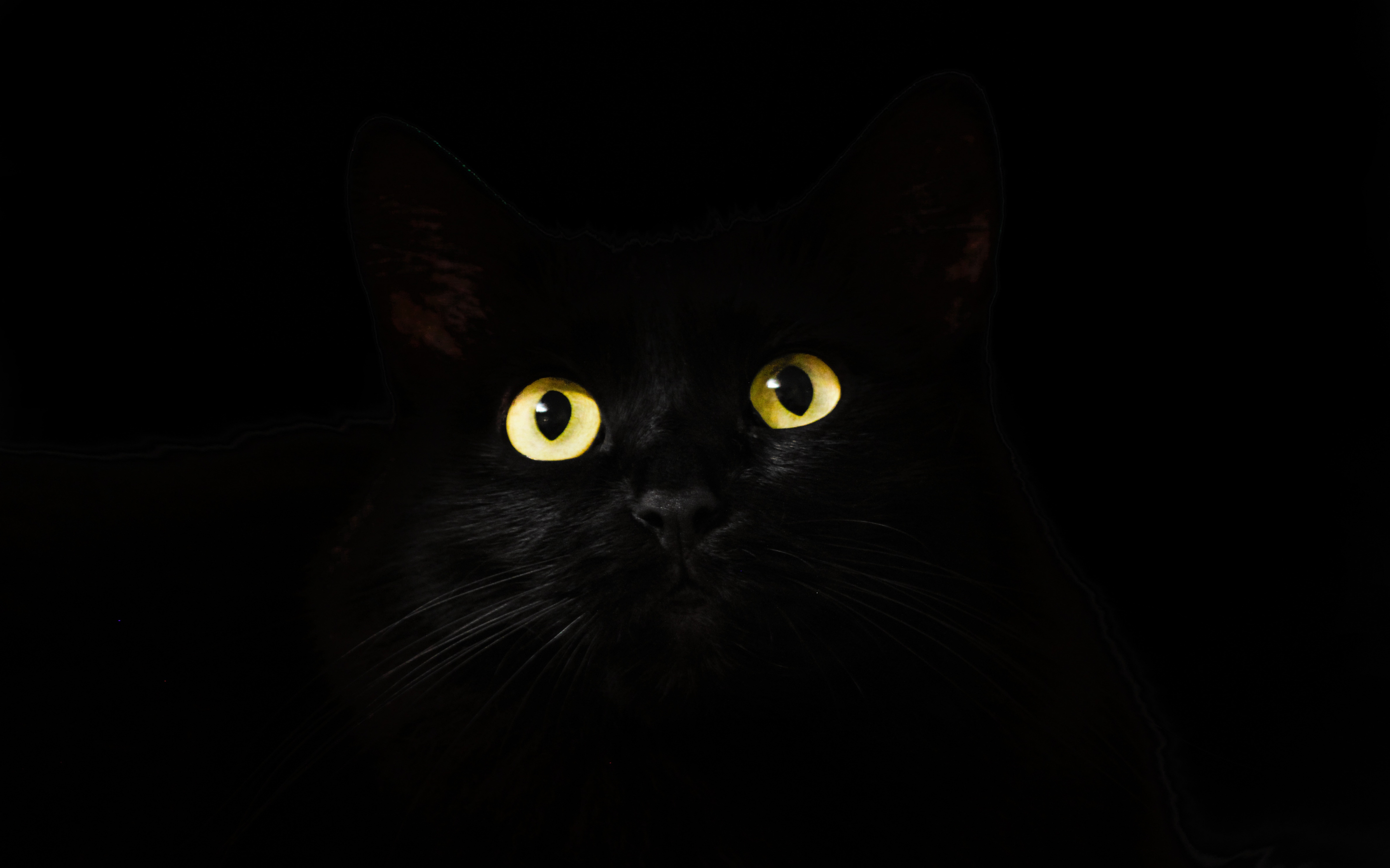 Black cat, muzzle, animal, yellow eyes, 2880x1800 wallpaper