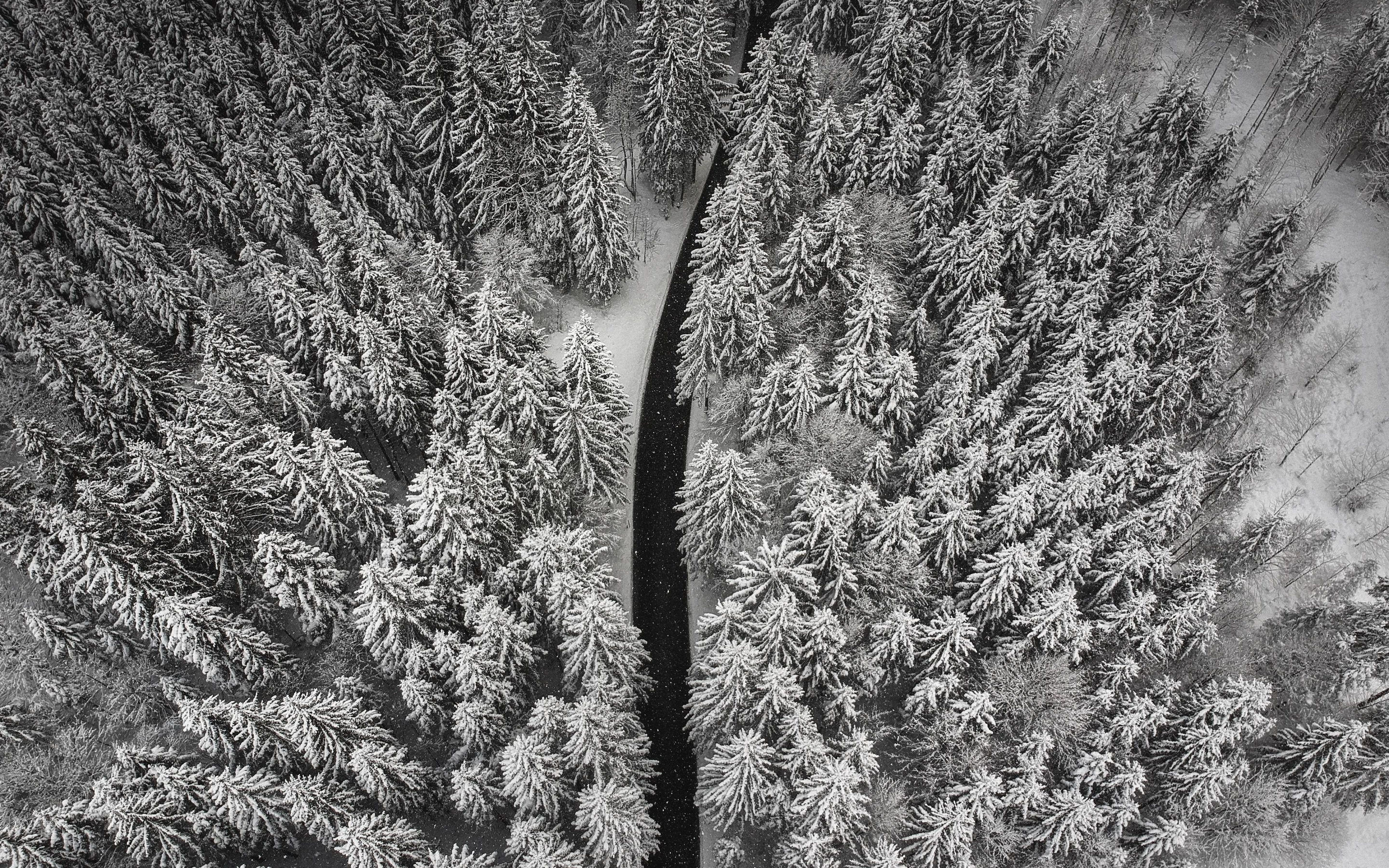 Aerial view, forest, pine tree, winter, white, 2880x1800 wallpaper