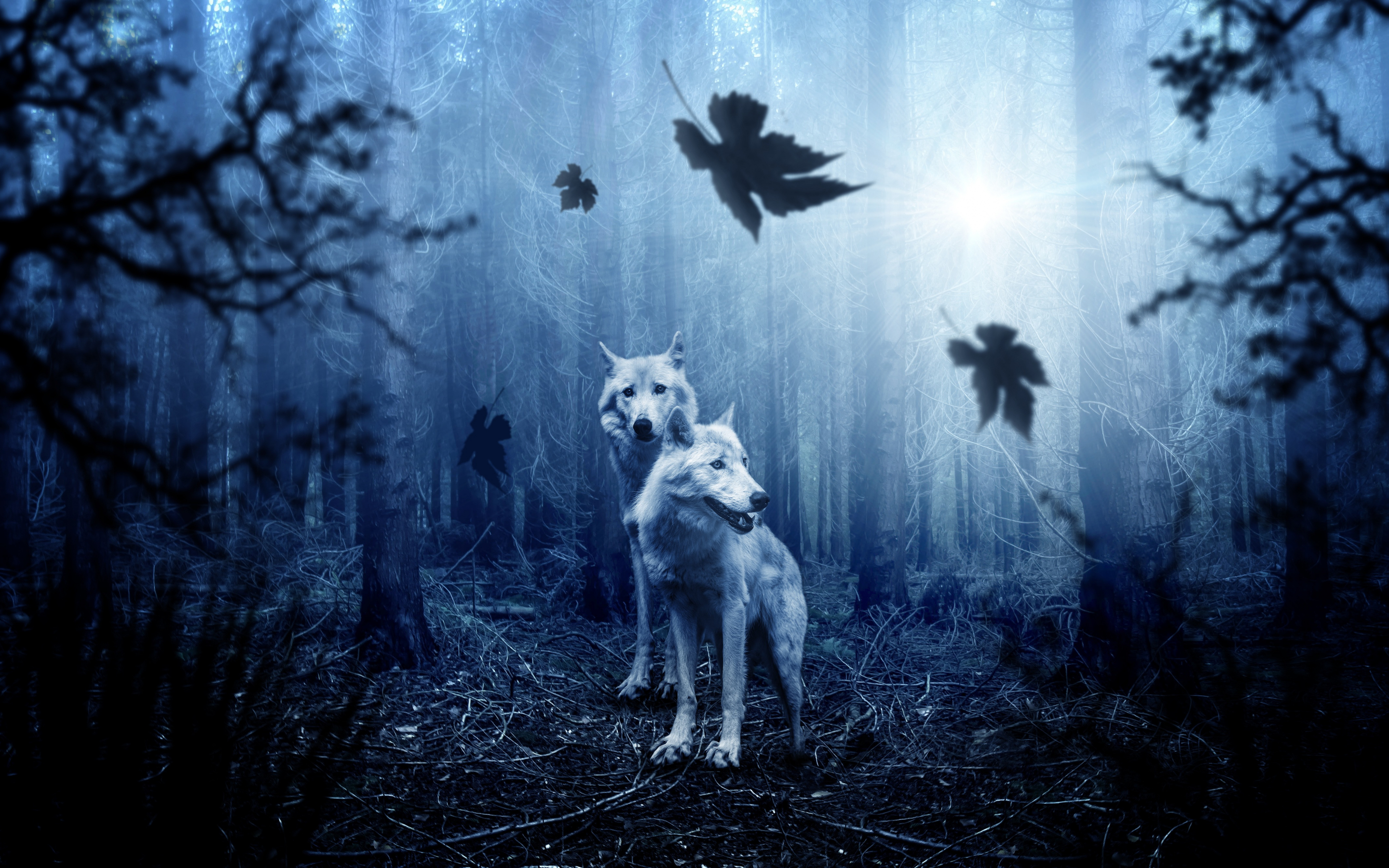 Wolf, predator, forest, wildlife, 2880x1800 wallpaper
