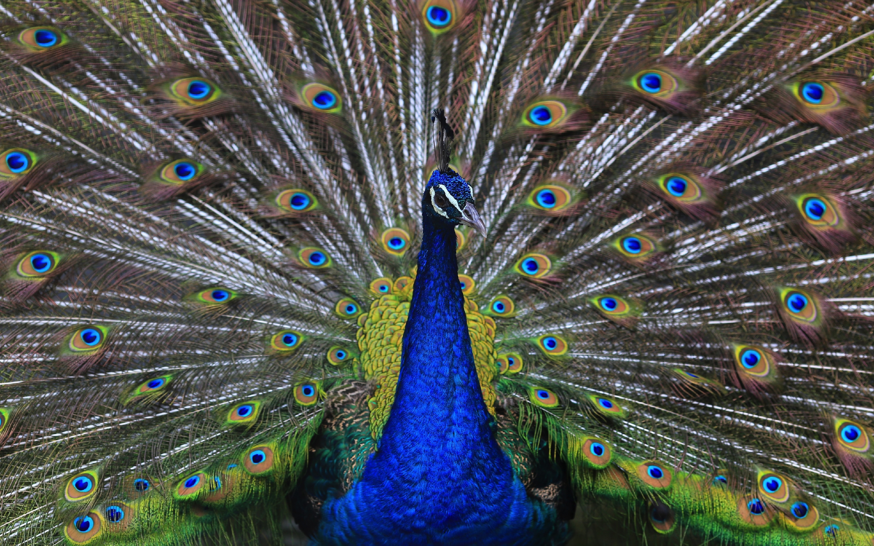 Plumage, peacock, bird, dance, 2880x1800 wallpaper