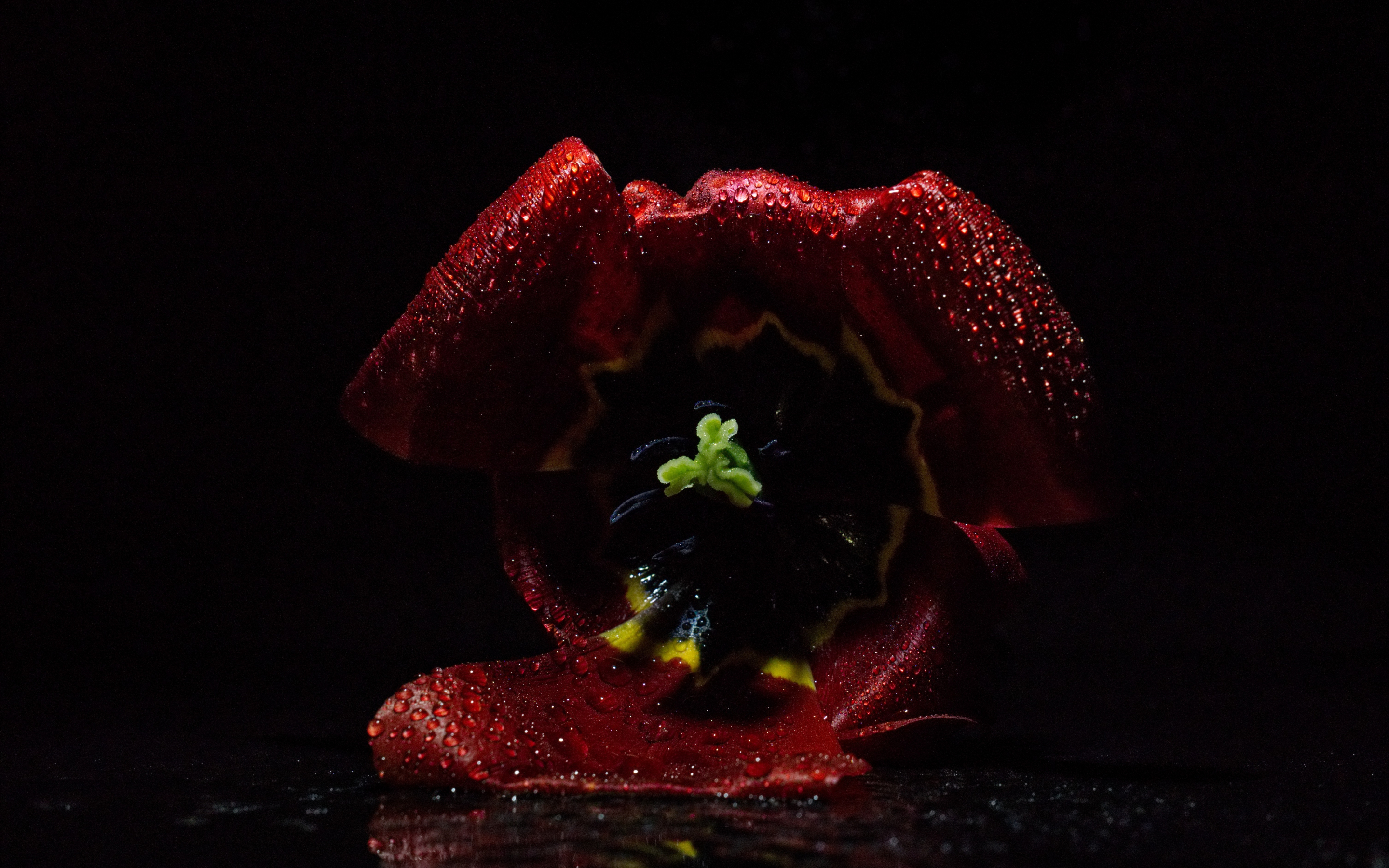 Tulip flower, bud, close up, 2880x1800 wallpaper