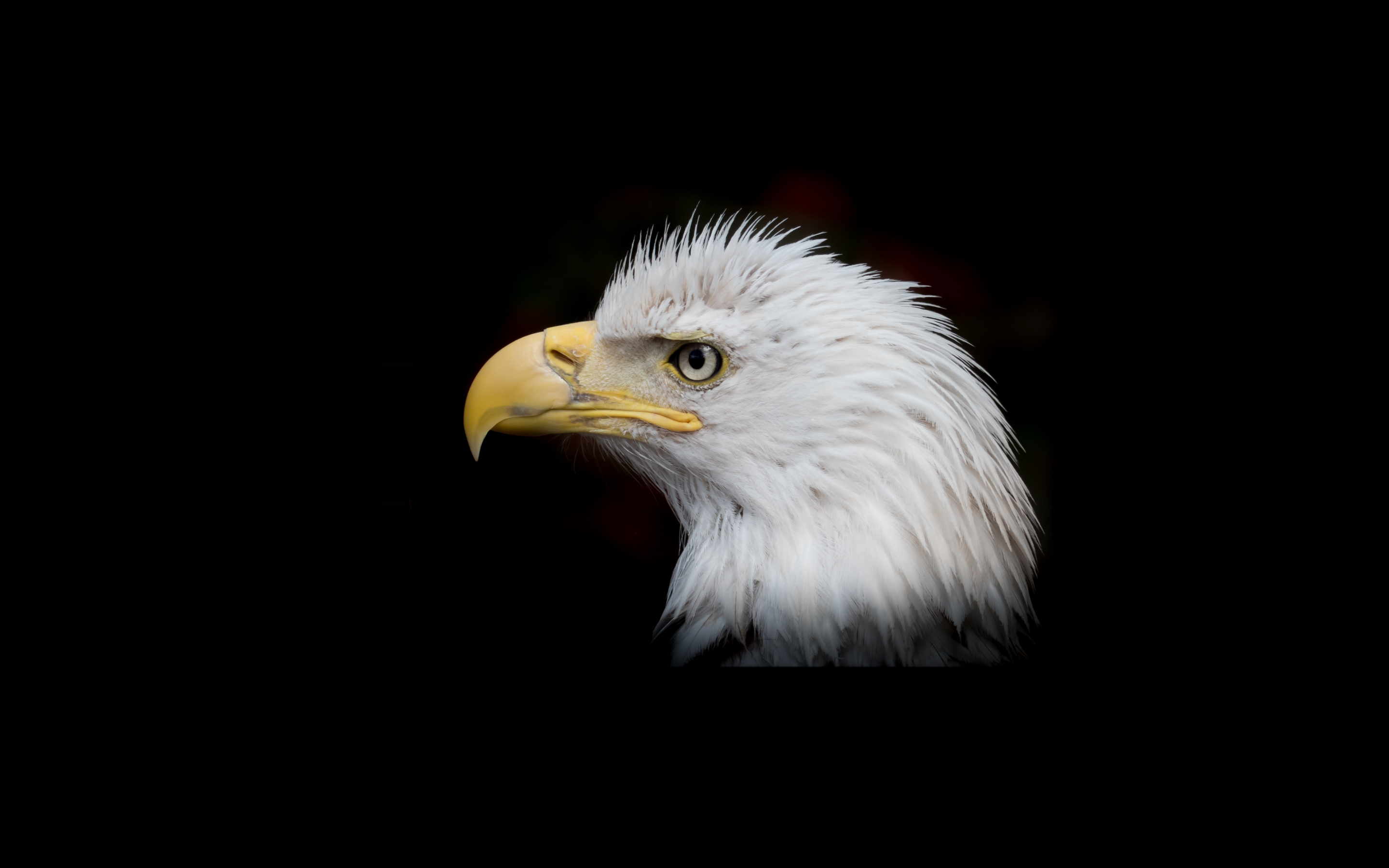 Bald Eagle, bird, portrait, muzzle, 2880x1800 wallpaper