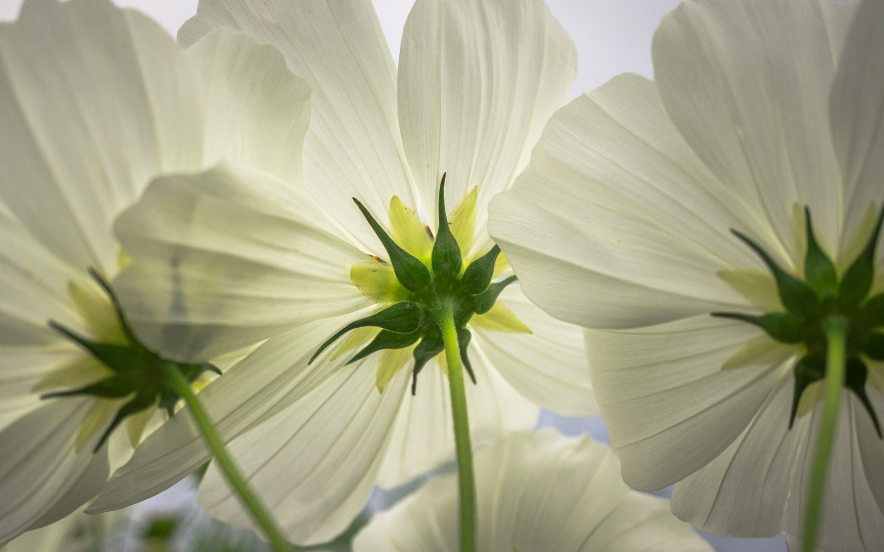 Cosmos, white flowers, close up, spring, 2880x1800 wallpaper
