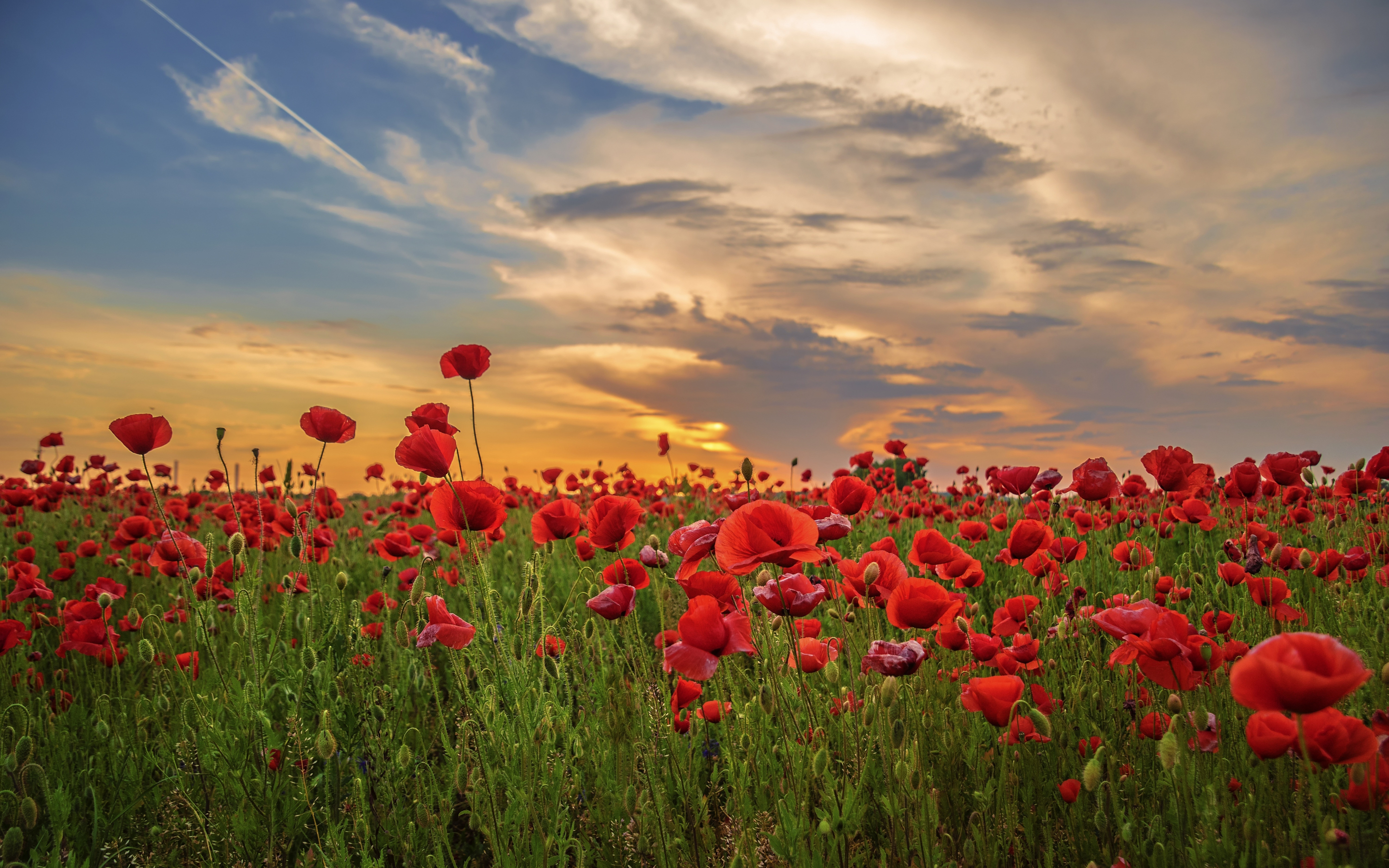 Sunset, poppy, field, flowers, red, 2880x1800 wallpaper