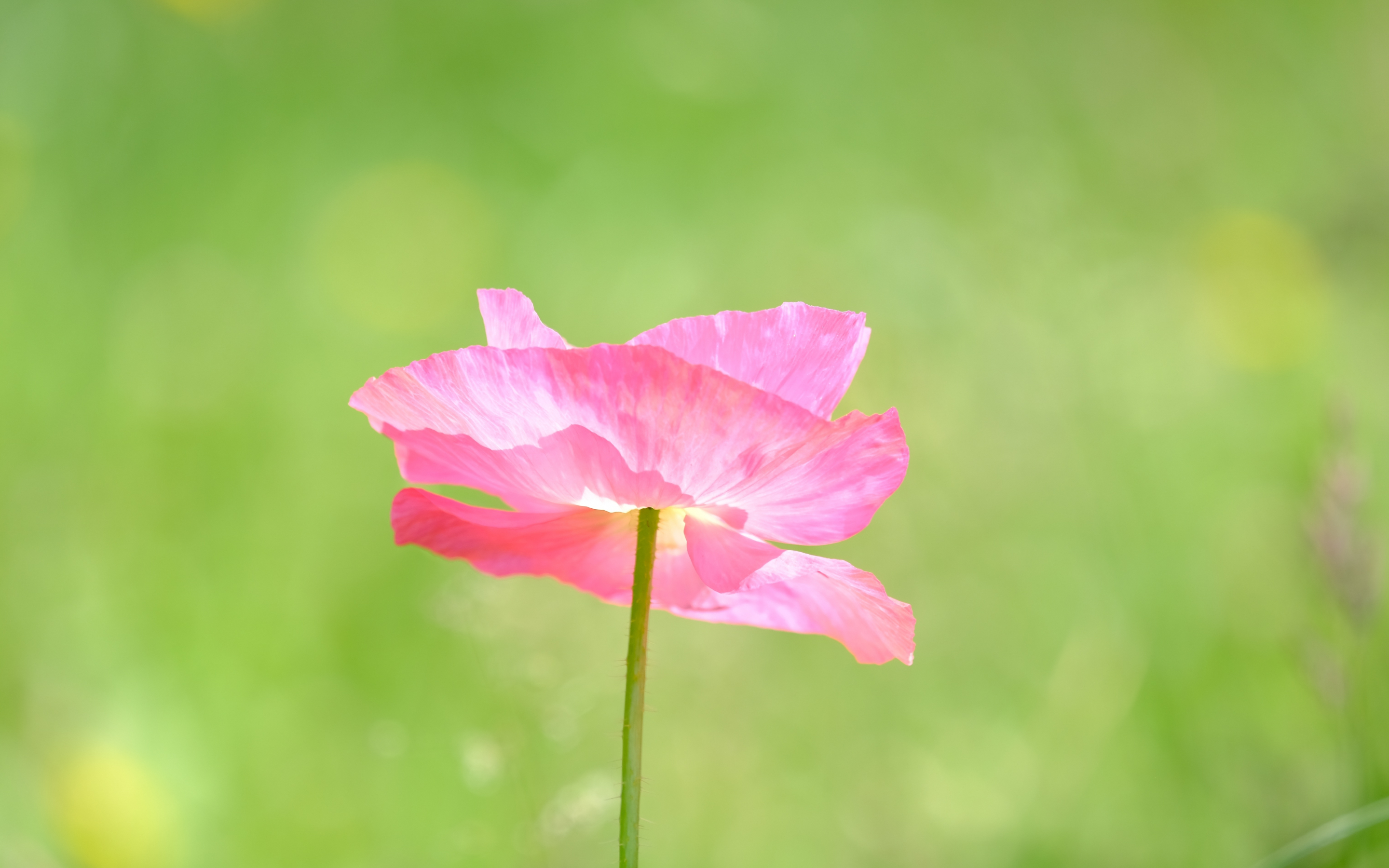 Poppy, a pink flower close up, summer, 2880x1800 wallpaper