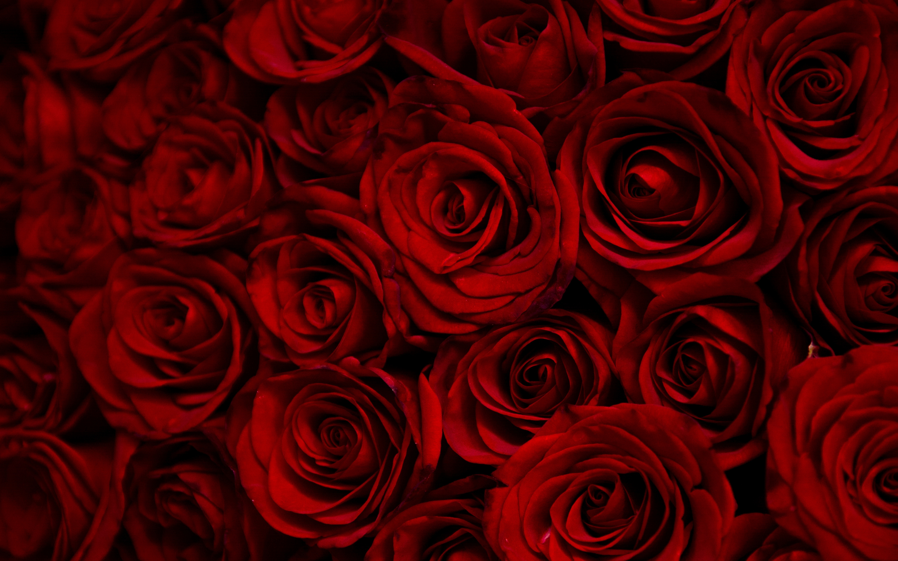 Dark, red roses, decorative, 2880x1800 wallpaper