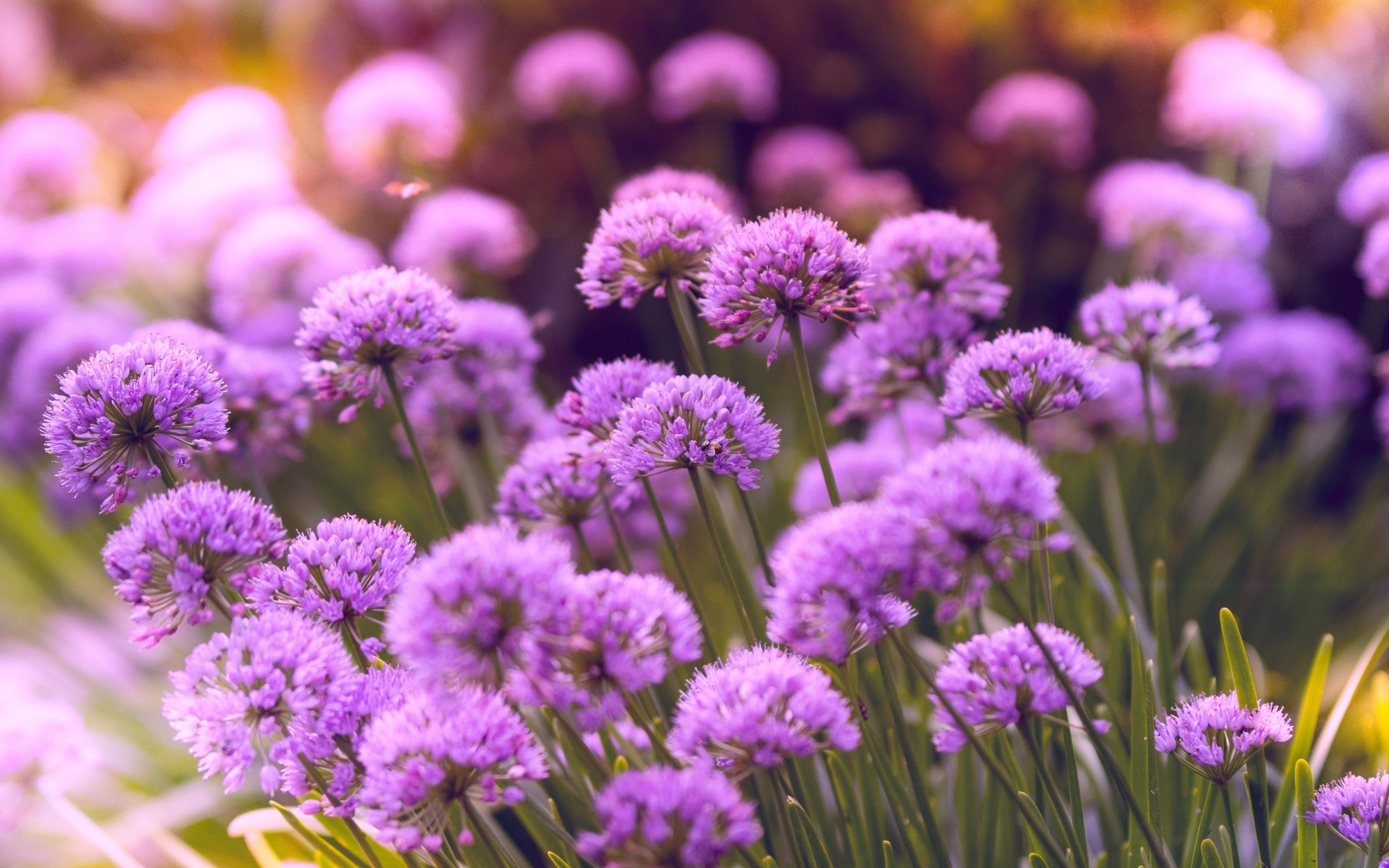 Purple flowers, wild flowers, spring, meadow, nature, 2880x1800 wallpaper