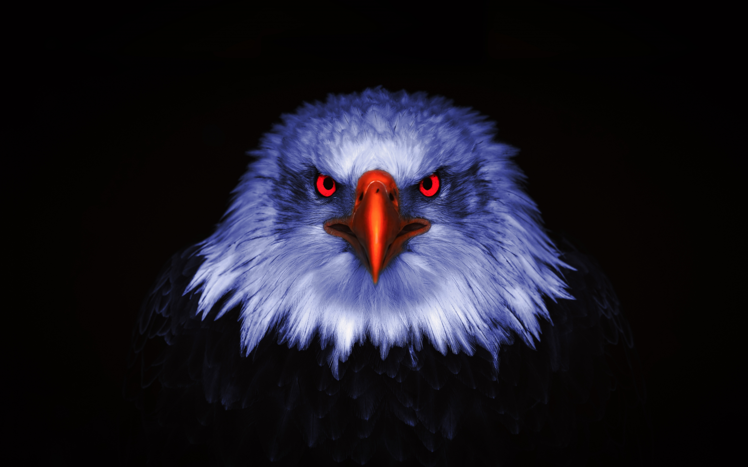 Eagle, Raptor, red eyes, close up, 2880x1800 wallpaper