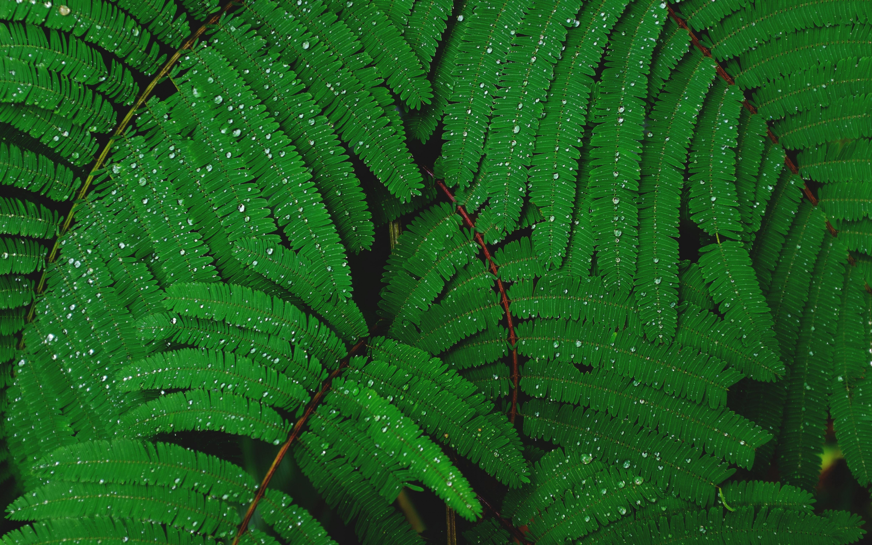 Plant branches, small leaves, drops, 2880x1800 wallpaper