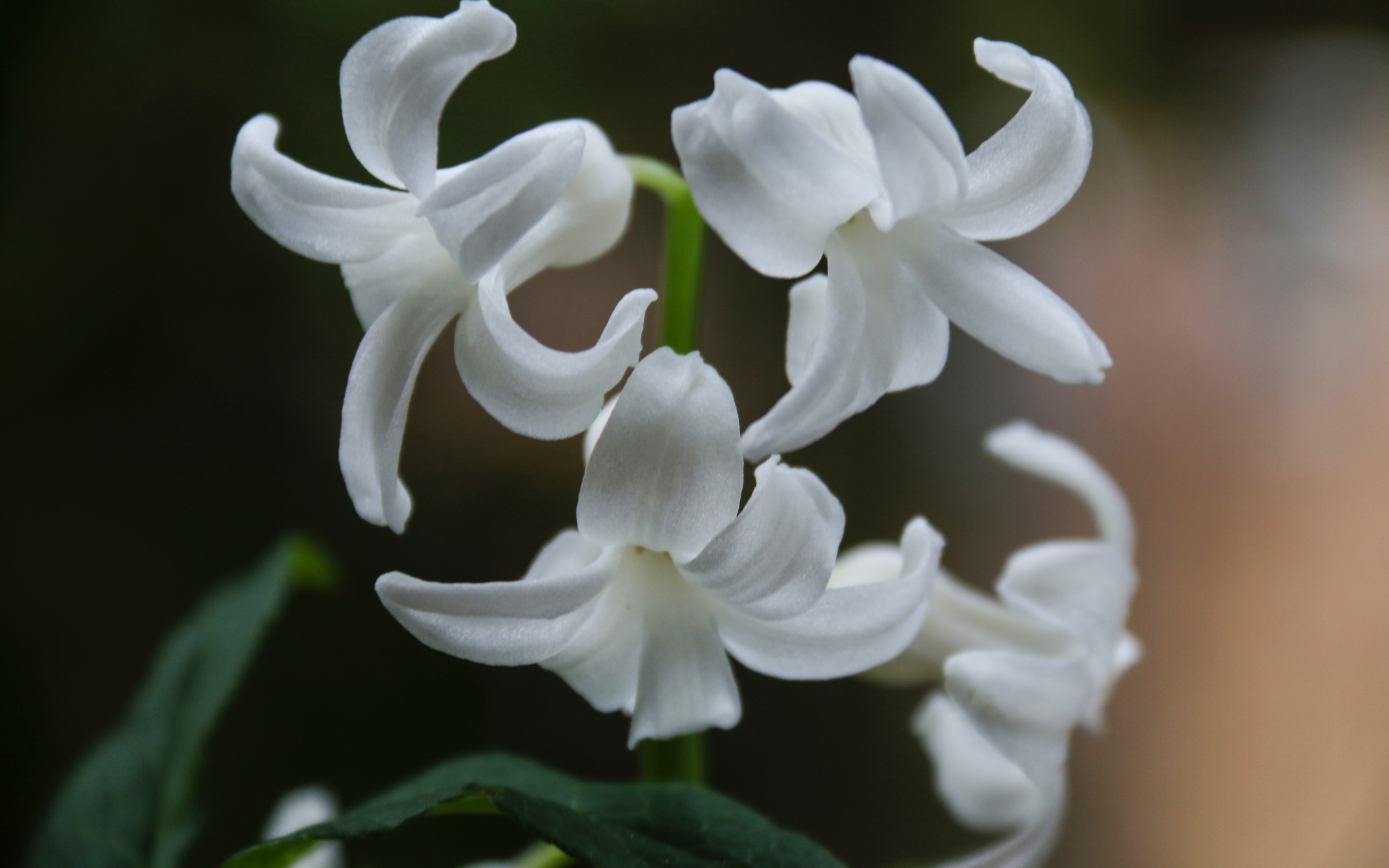 Hyacinth, white flowers, close up, bloom, 2880x1800 wallpaper