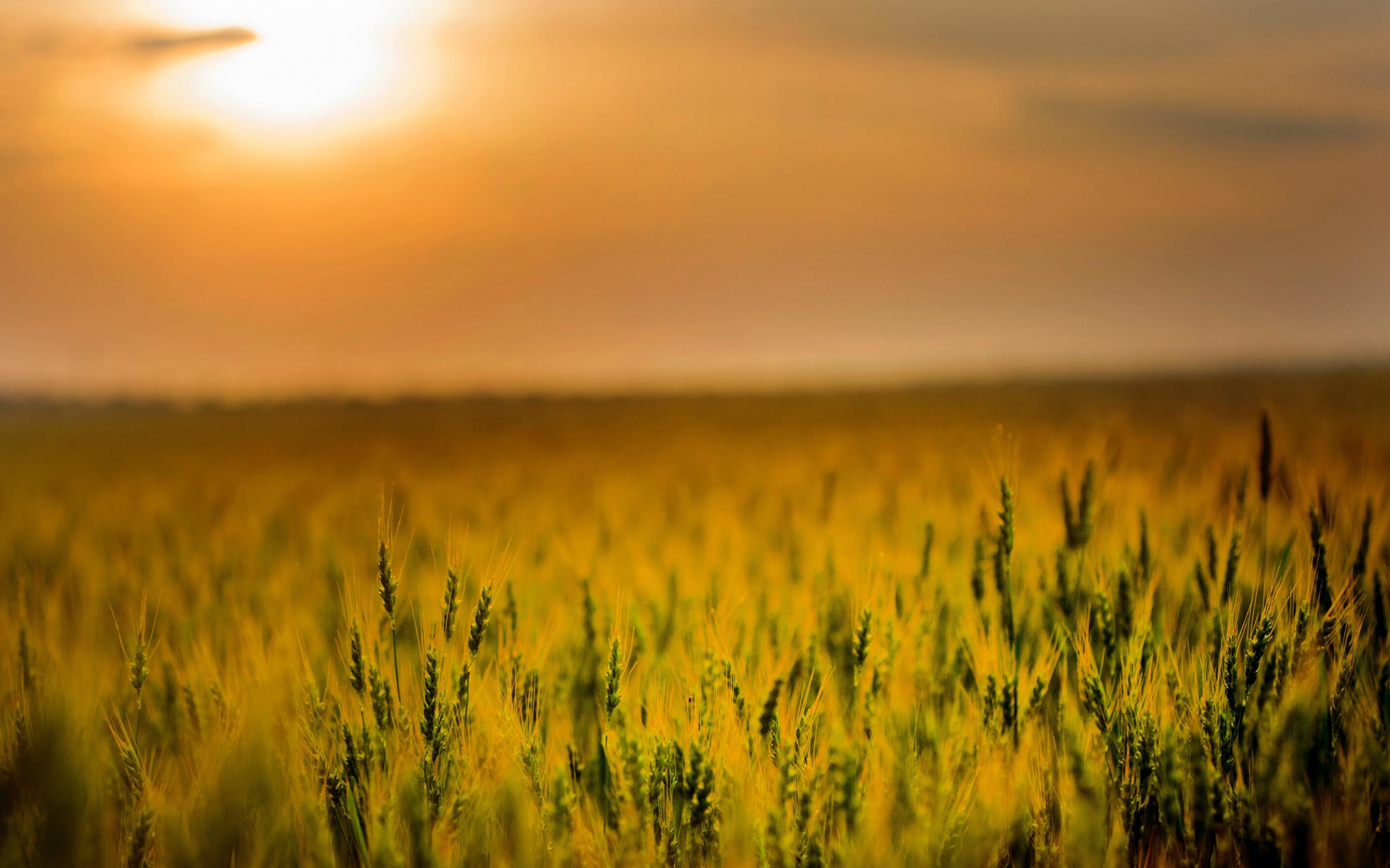 Agriculture, cereal, corn farm, sunset, 2880x1800 wallpaper