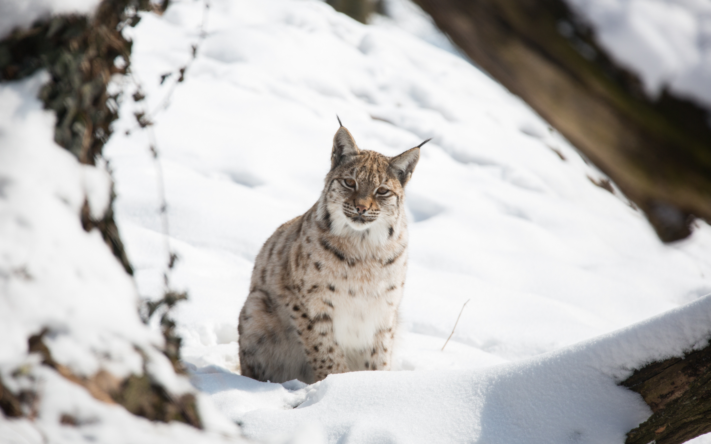 Snow, outdoor, wild cat, Lynx, 2880x1800 wallpaper