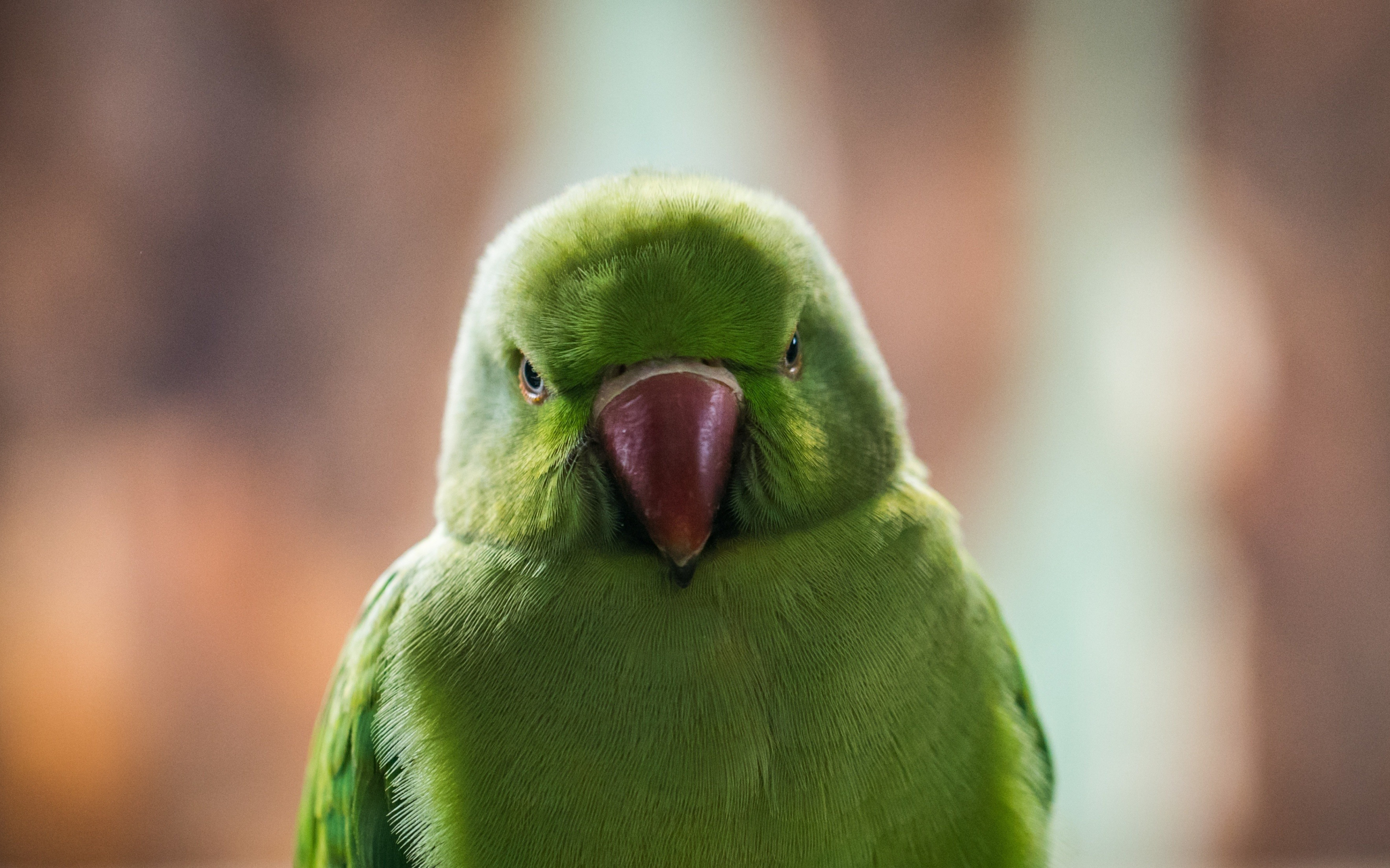 Close up, green parrot, beautiful, 2880x1800 wallpaper