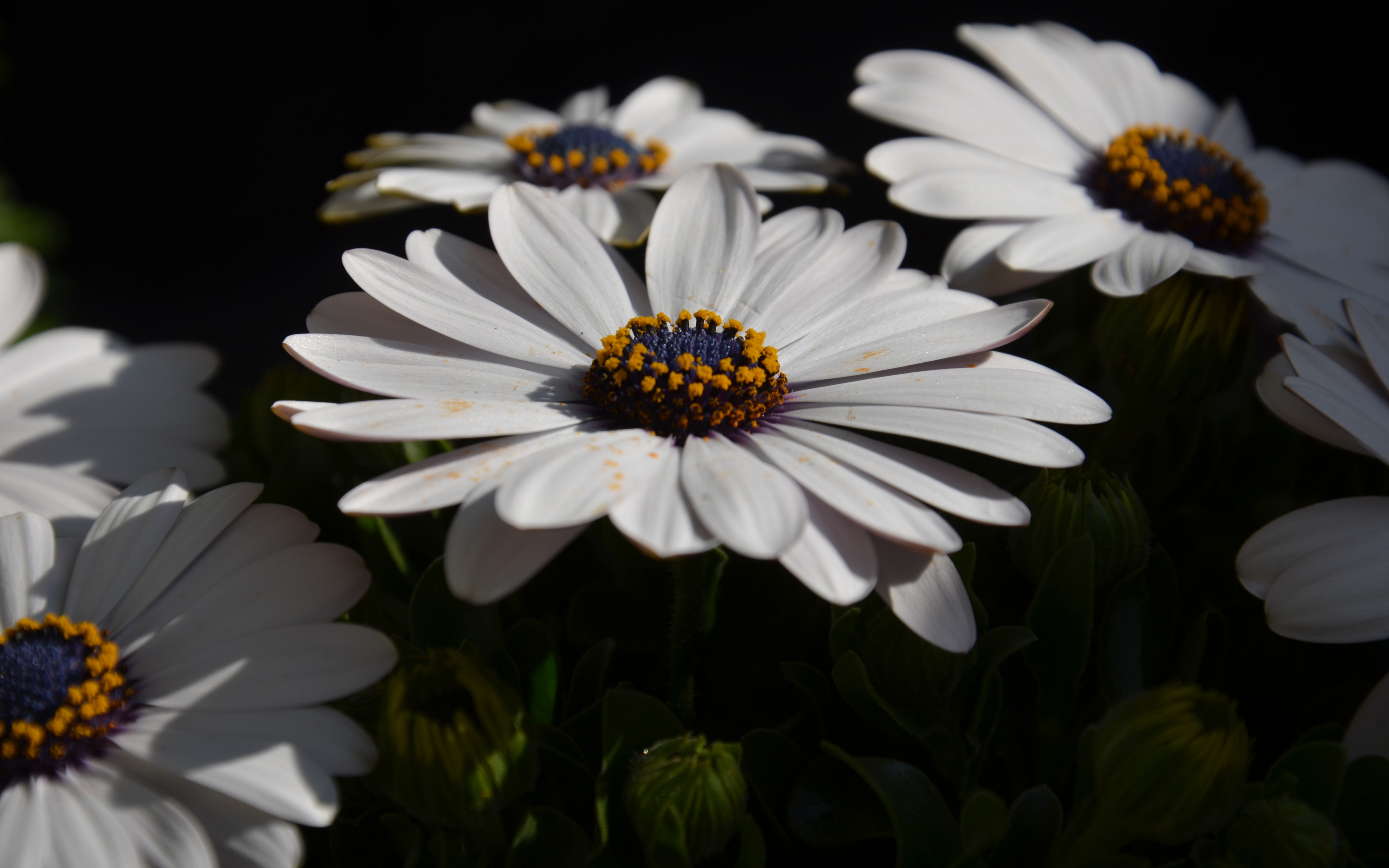 White flowers, close up, spring, pollen, 2880x1800 wallpaper