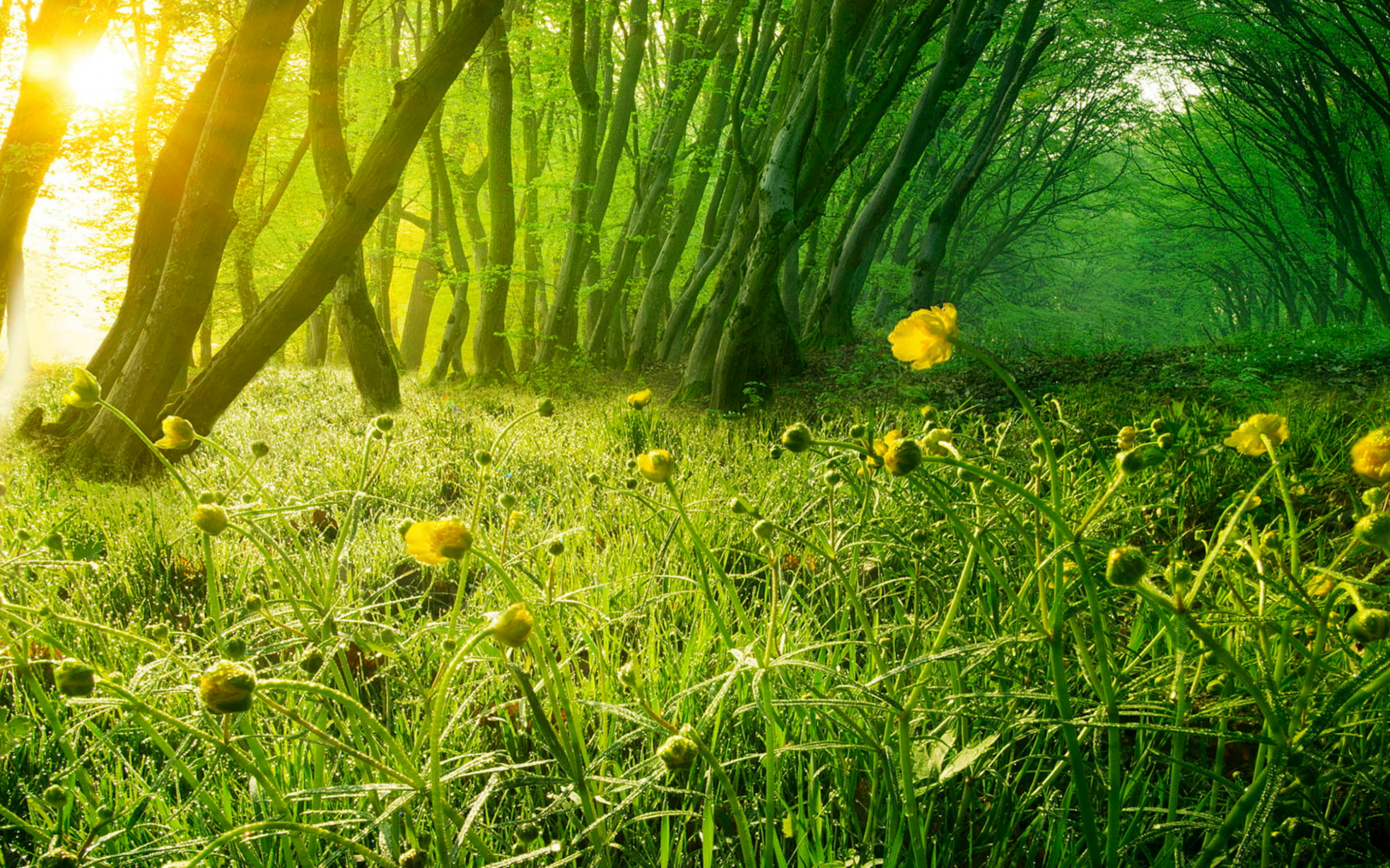 Yellow flowers, meadow, landscape, poppy, nature, 2880x1800 wallpaper