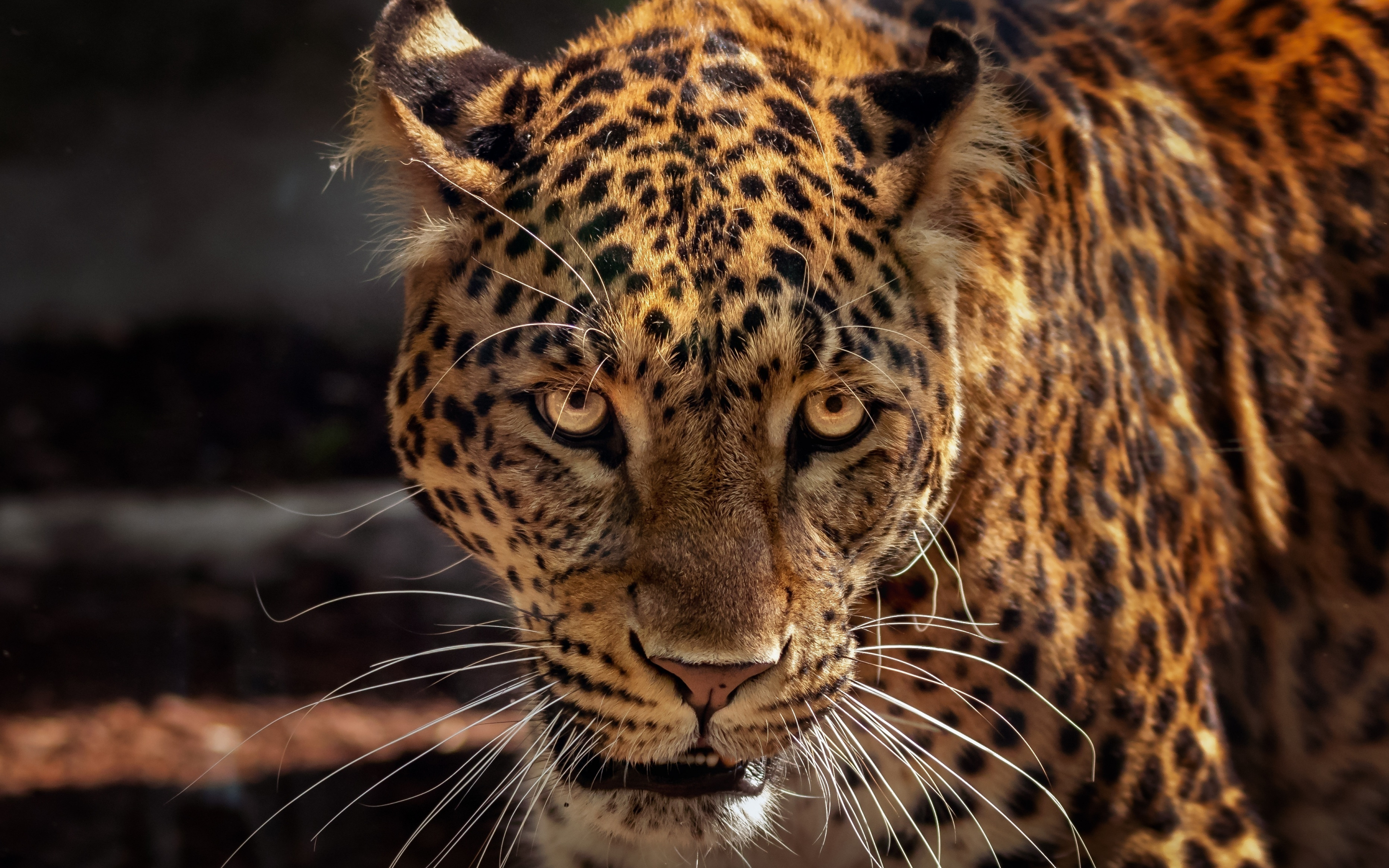 Wild, predator, curious, muzzle, jaguar, animal, 2880x1800 wallpaper