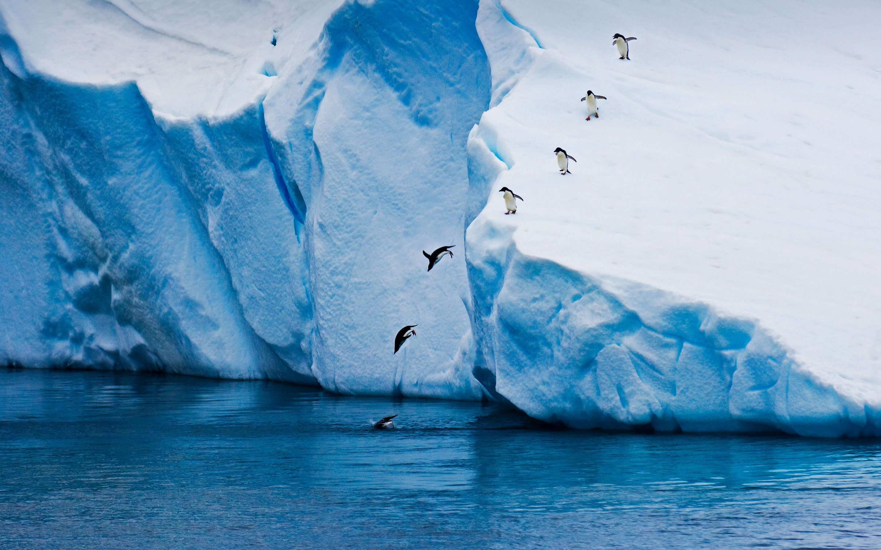 Penguin jump, glacier, ice winter, nature, 2880x1800 wallpaper