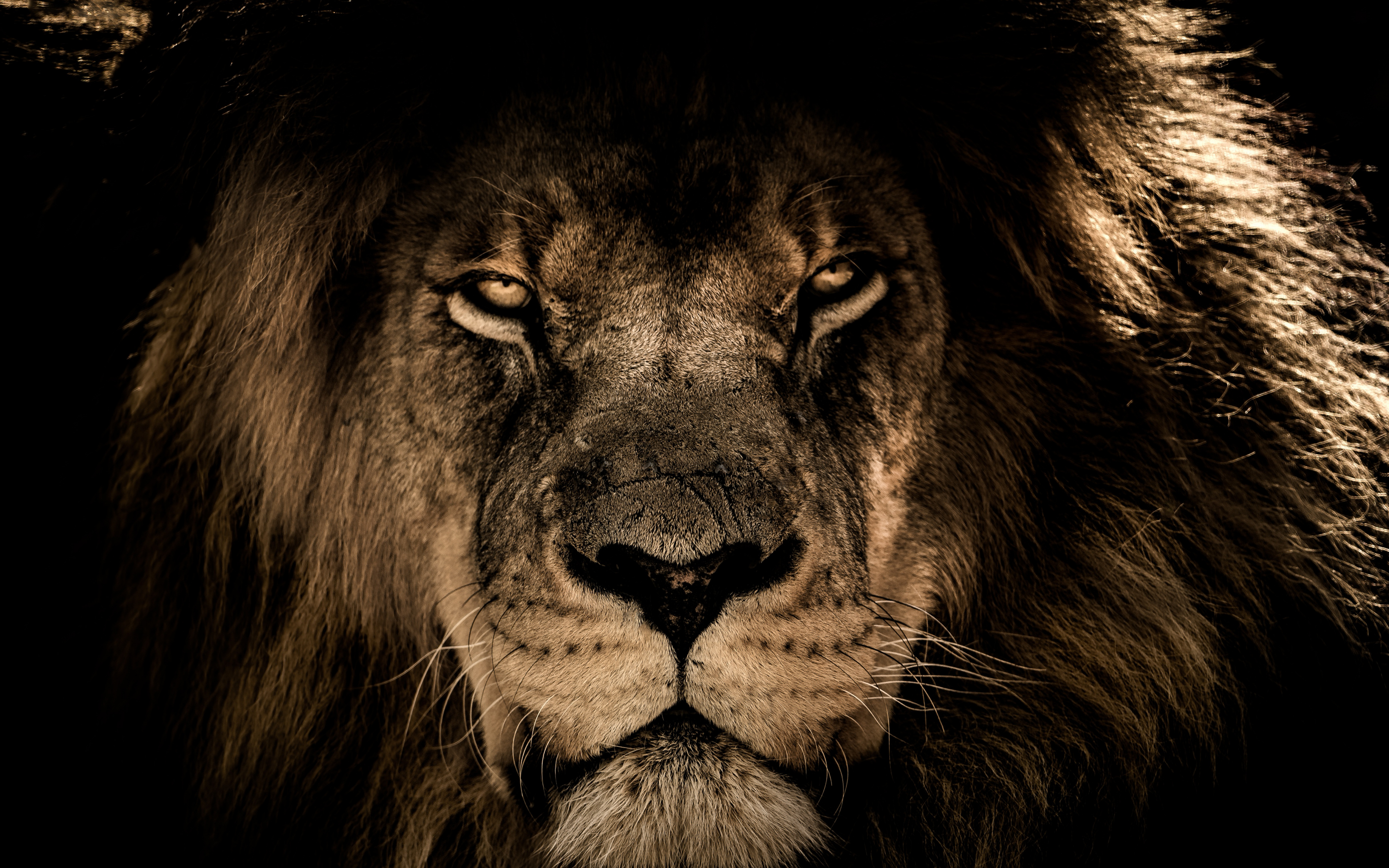 African lion, beast, predator, muzzle, 2880x1800 wallpaper