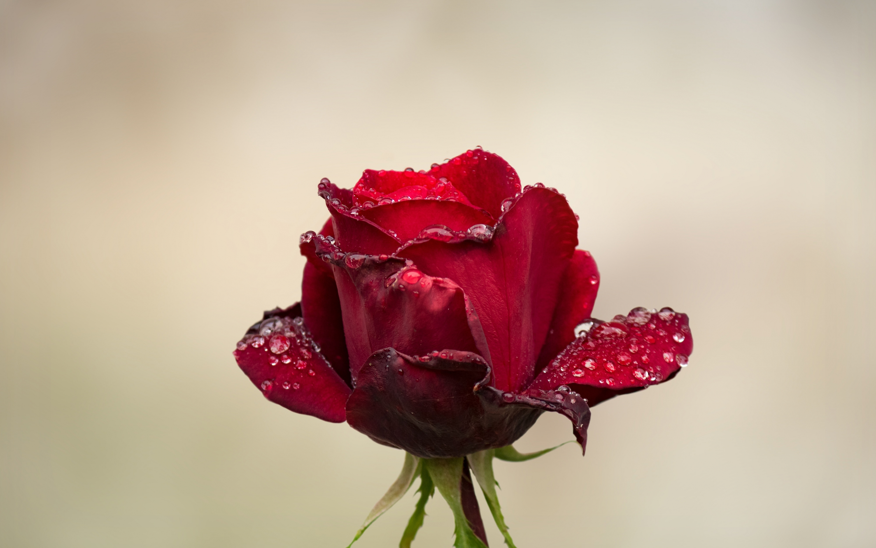 Red Rose, water drops, bud, 2880x1800 wallpaper