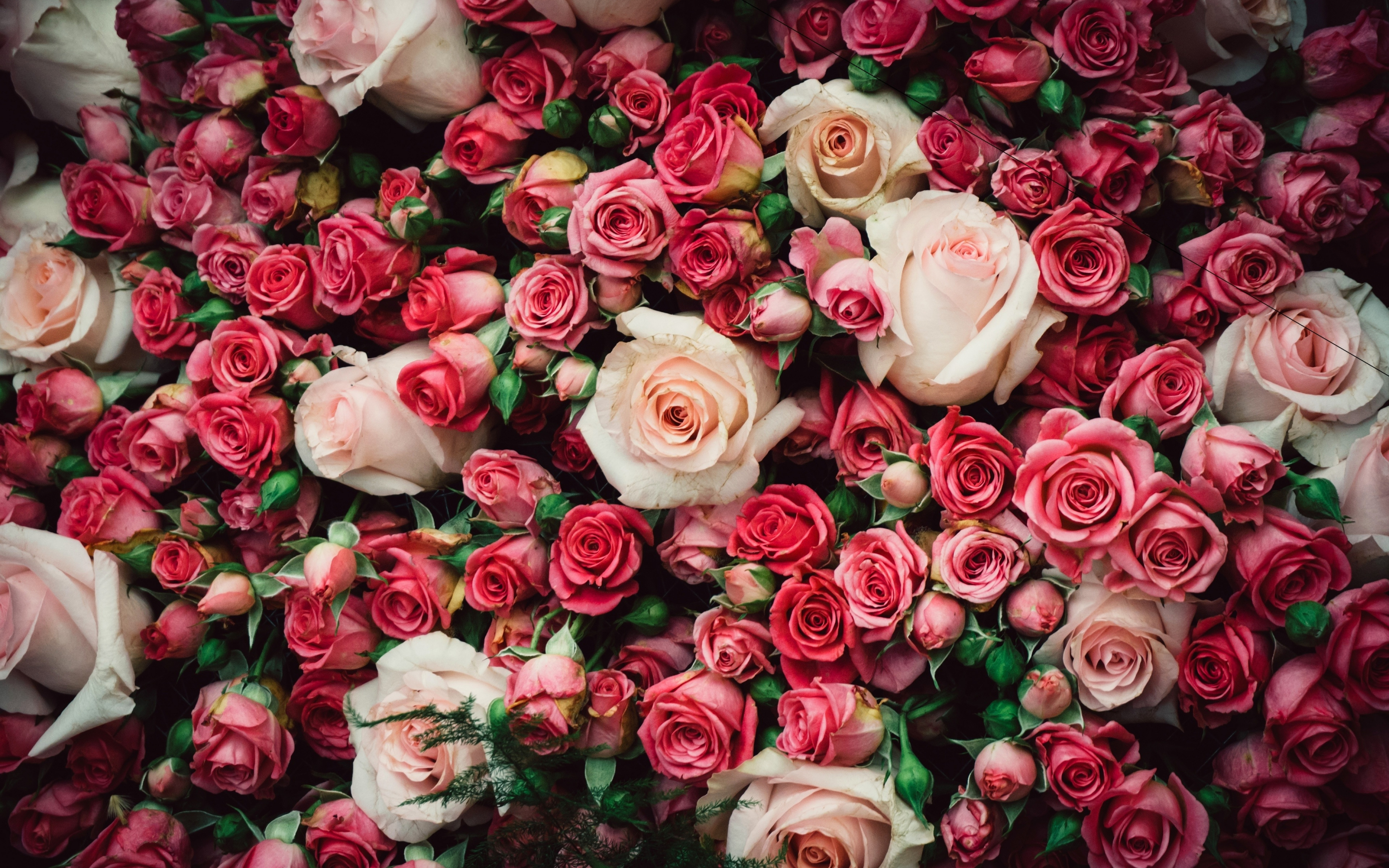 Fresh roses, pink, decoration, 2880x1800 wallpaper