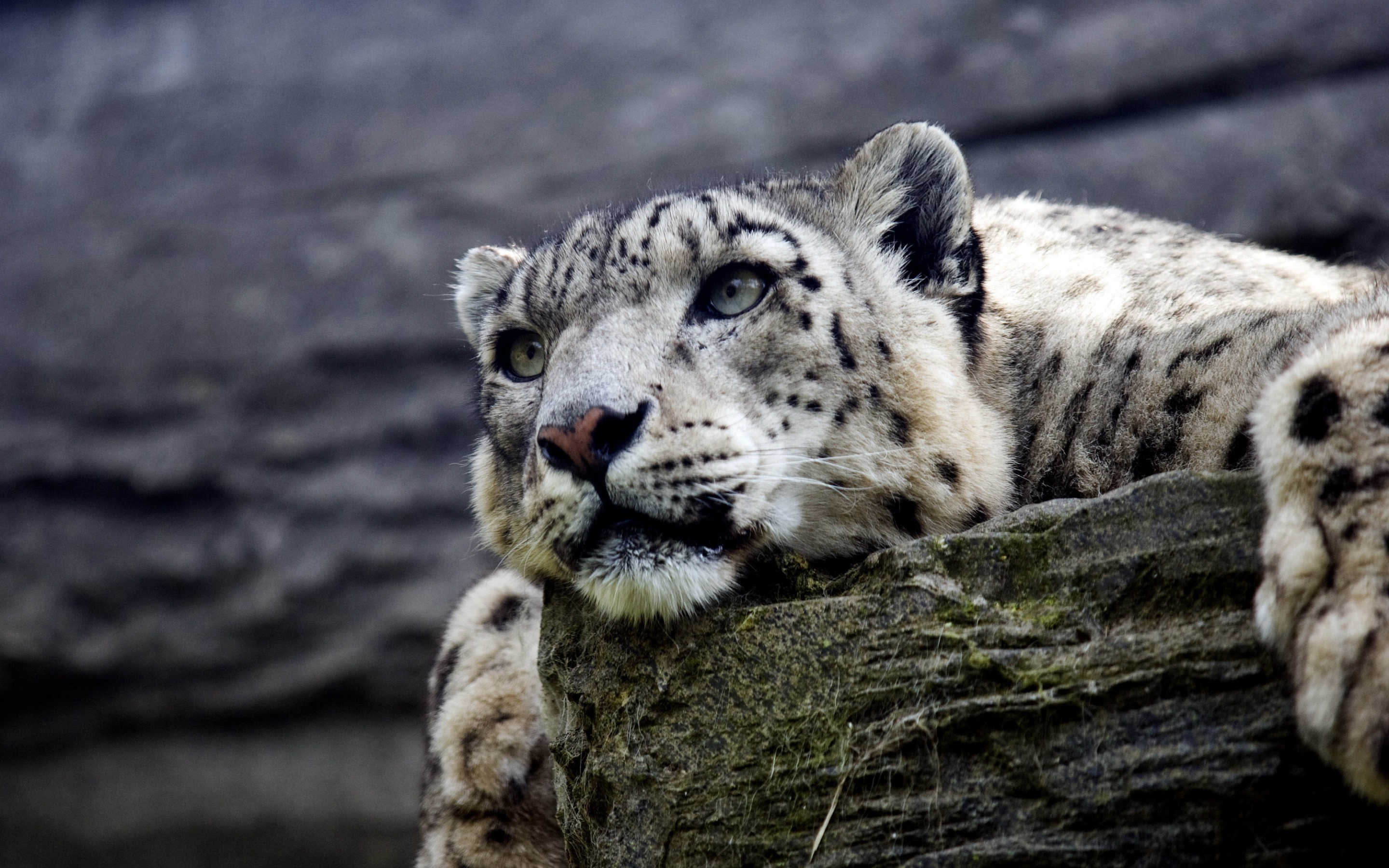 Calm, predator, curious, wild cat, snow leopard, 2880x1800 wallpaper