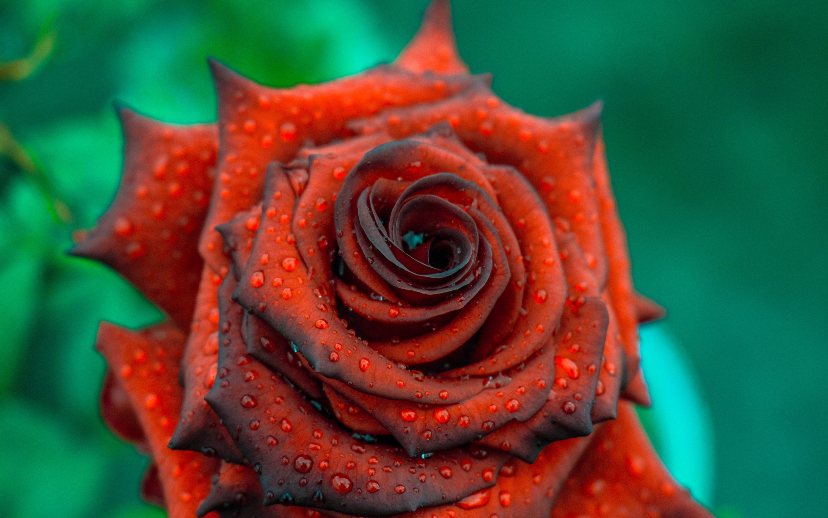 Rose, close up, drops, blood red, 2880x1800 wallpaper