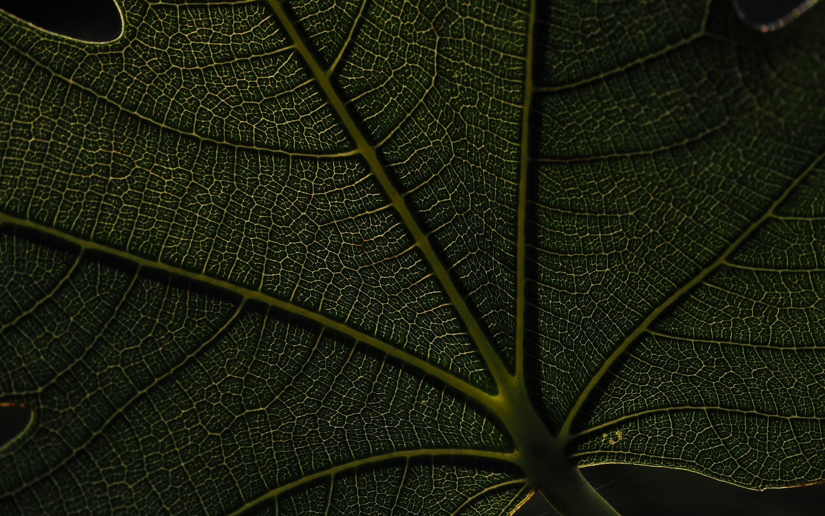 Macro, veins, green leaf, 2880x1800 wallpaper