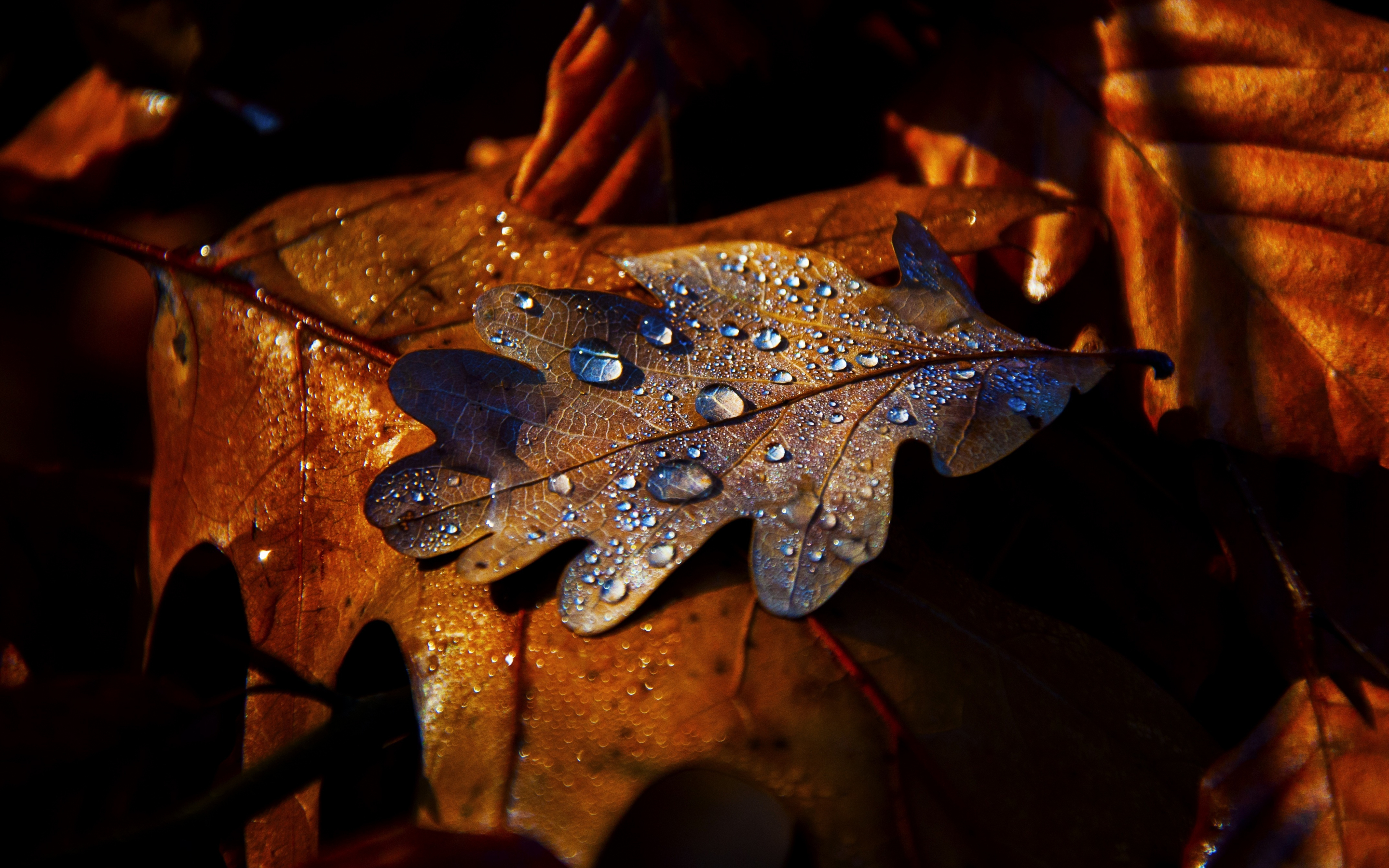 Leaf, drops, autumn, close up, 2880x1800 wallpaper