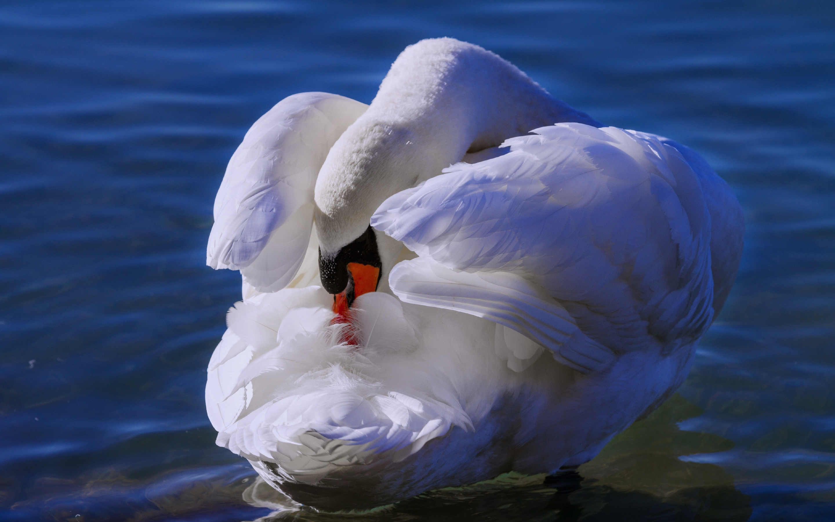 White swan, love bird, swim, 2880x1800 wallpaper