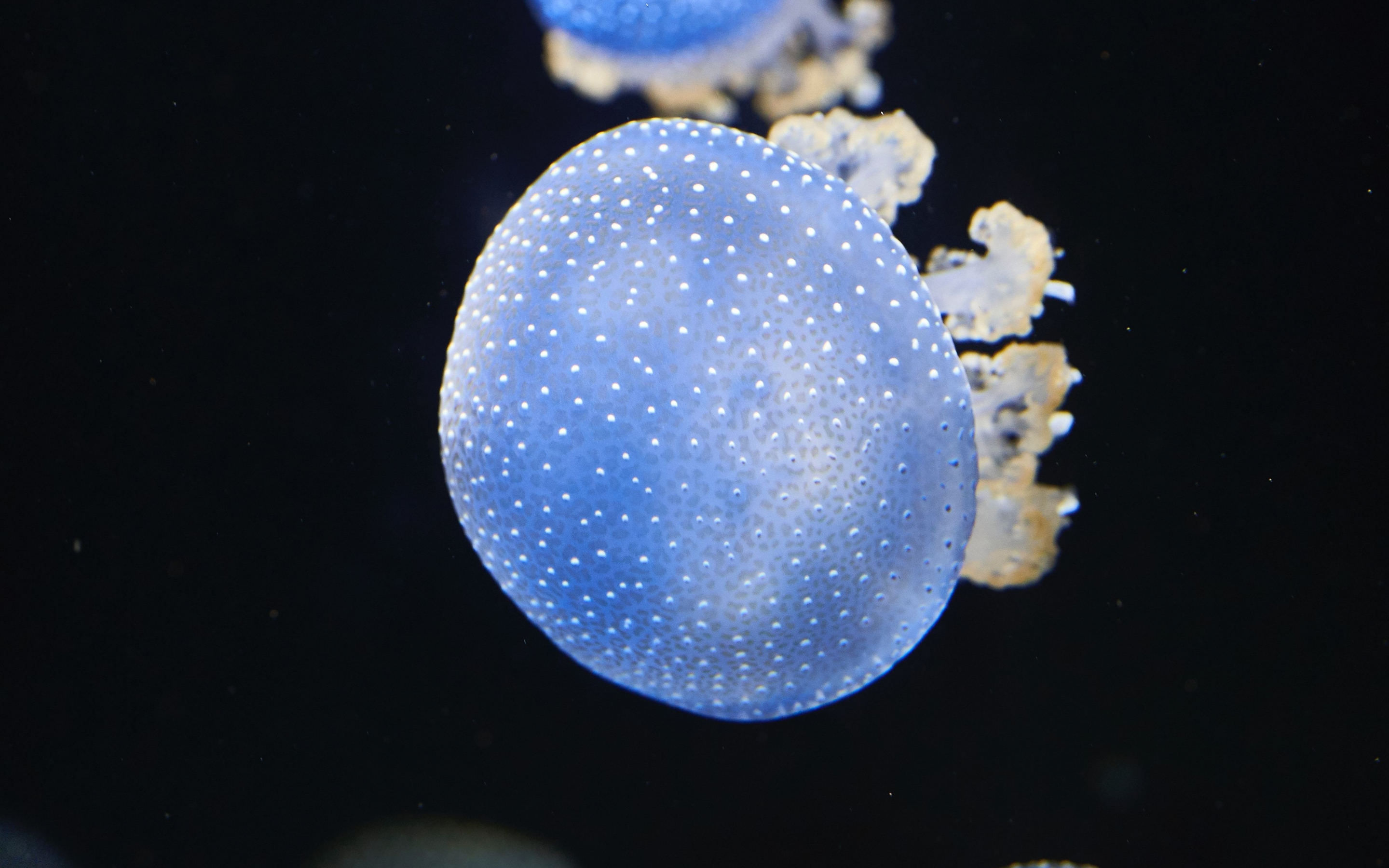 Underwater, blue glow, shine, jellyfish, 2880x1800 wallpaper