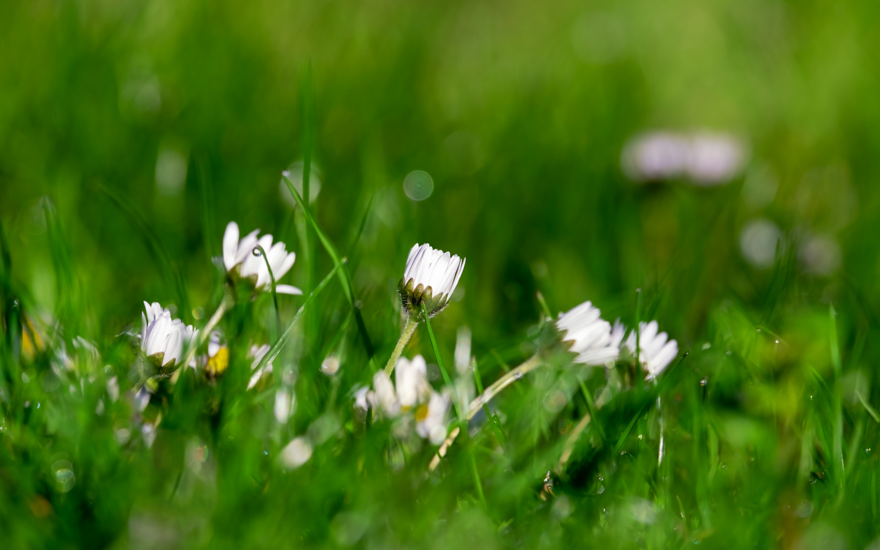 Daisy, buds, grass, meadow, spring, 2880x1800 wallpaper
