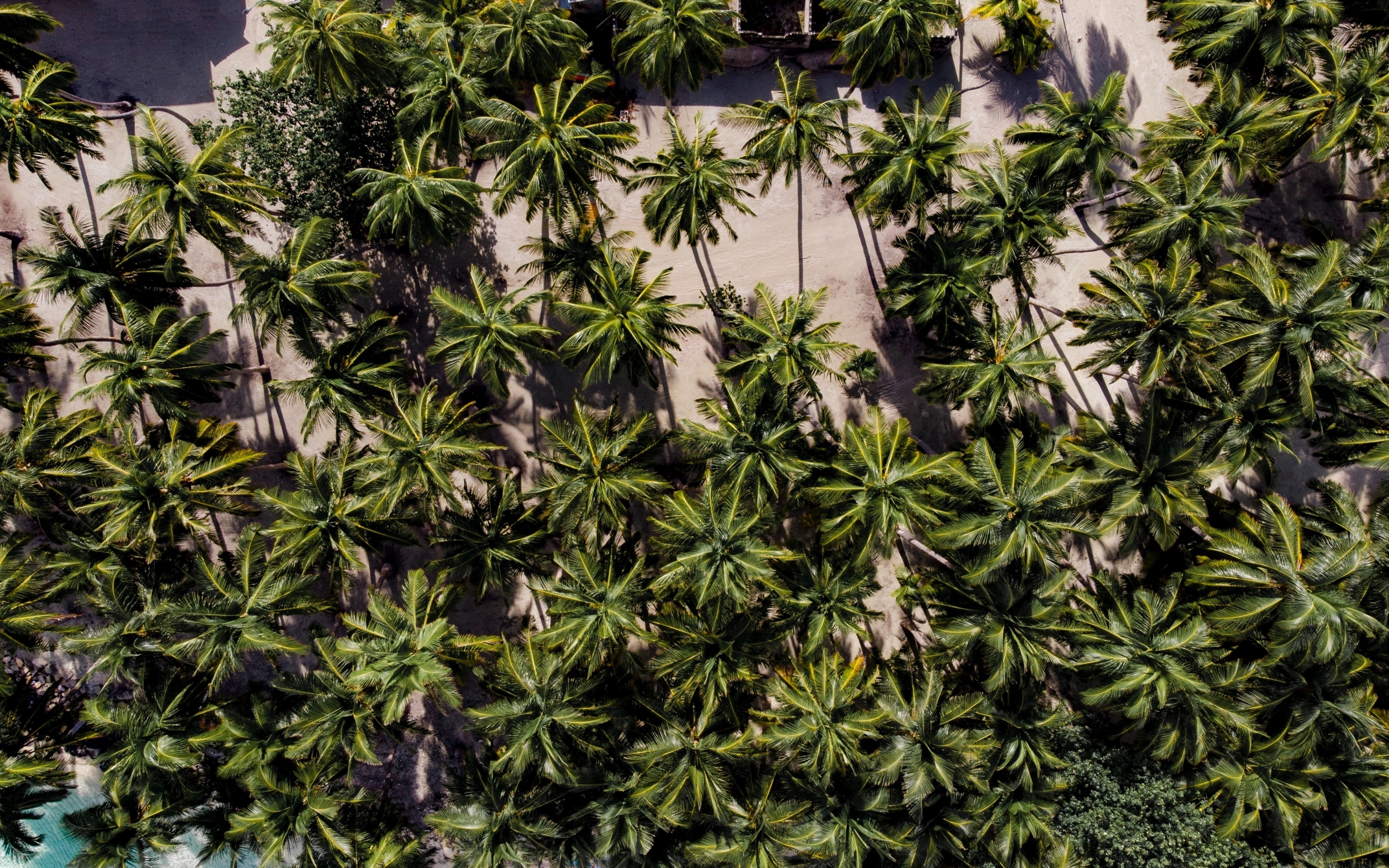 Aerial shot, palm trees, nature, 2880x1800 wallpaper