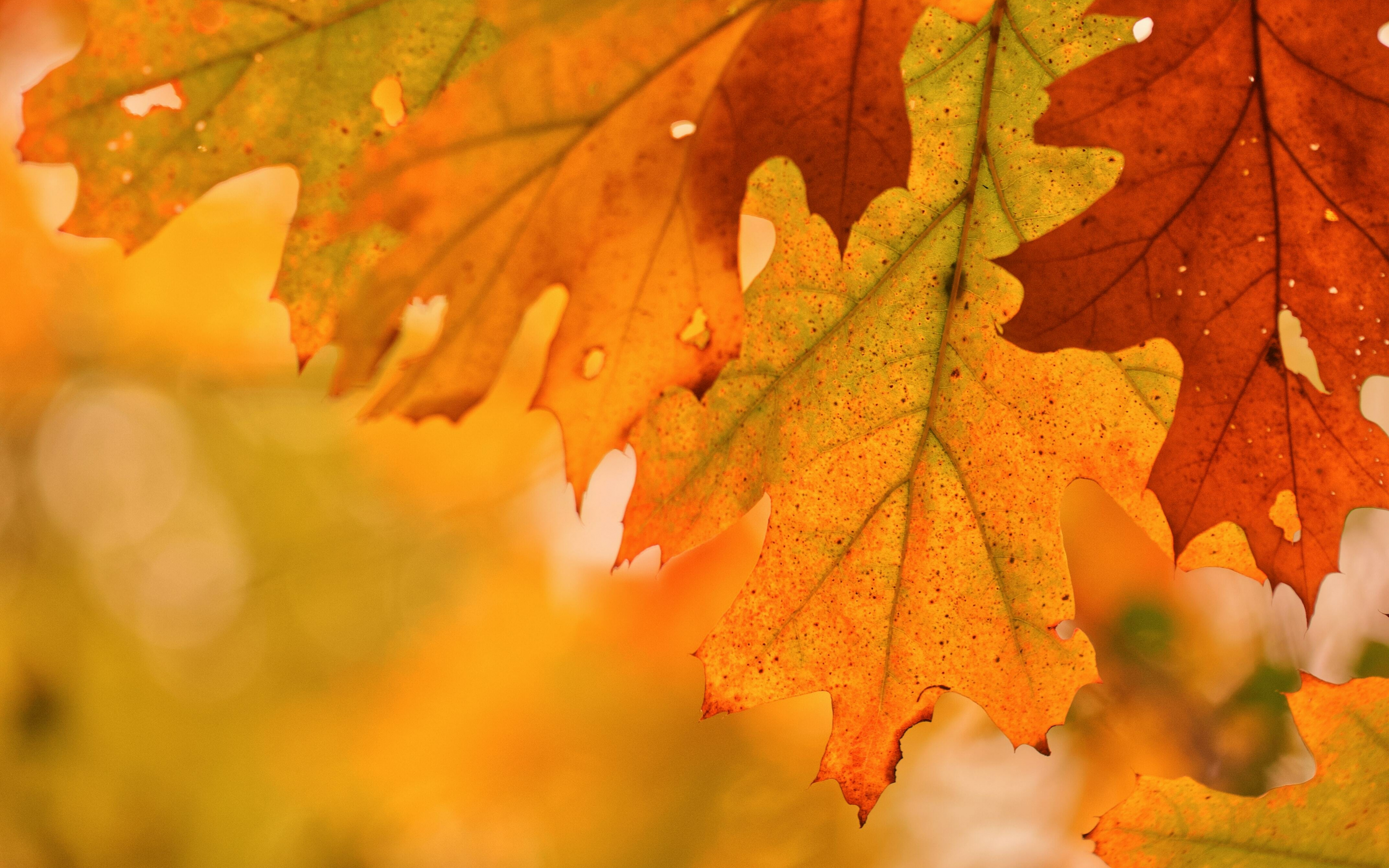 Foliage, autumn, close up, maple leaf, 2880x1800 wallpaper